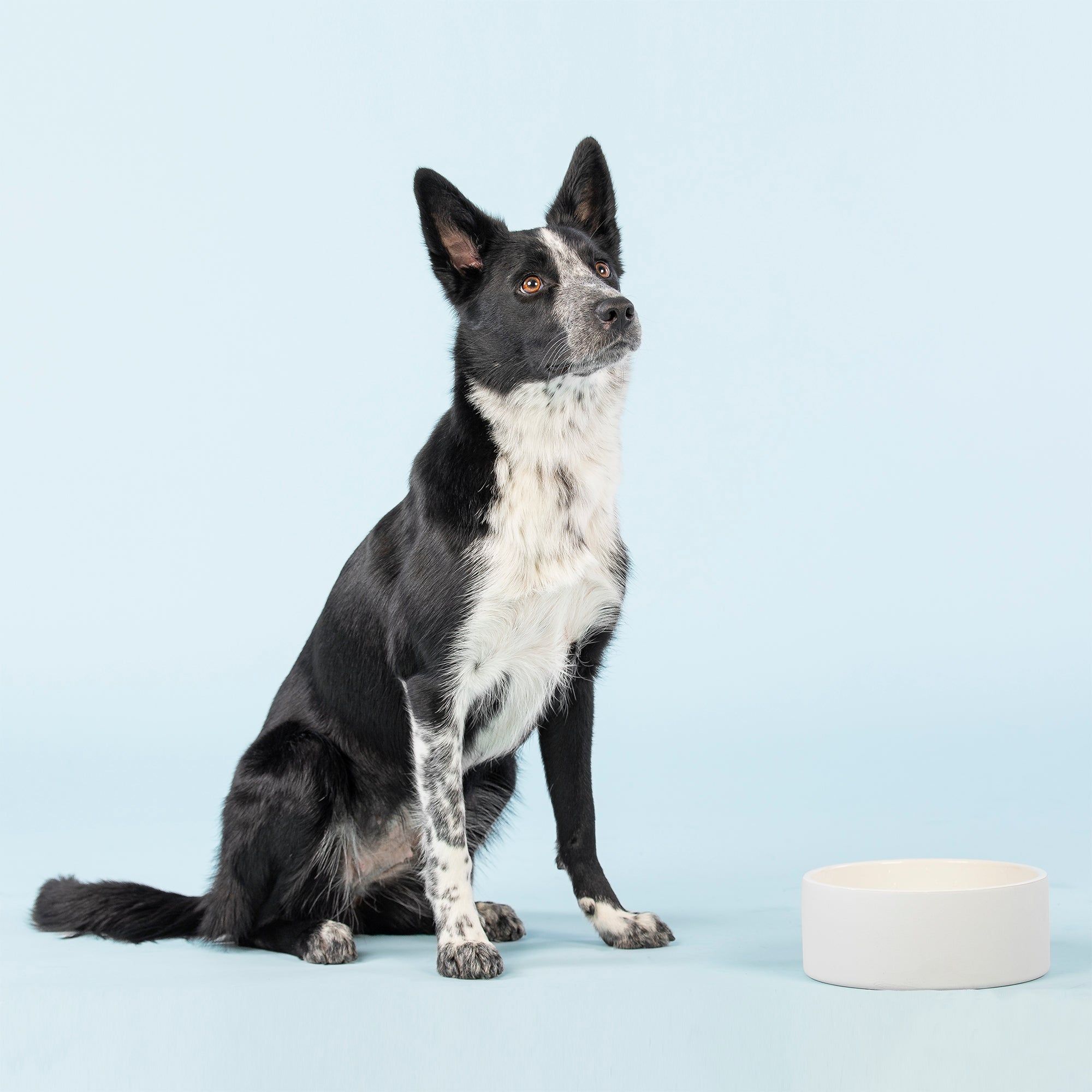 Graue Hundenapf. Ein schwarz-weißer Hund sitzt daneben und schaut nach oben.