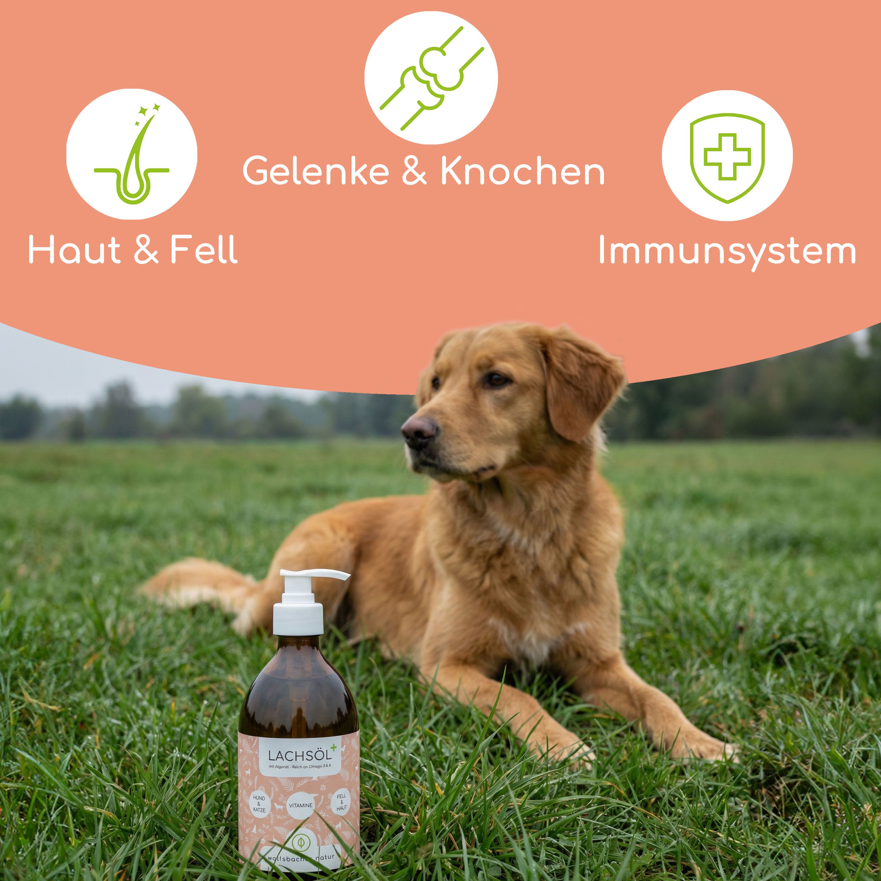 Braune Flasche mit Etikett neben Hund auf Wiese. Text: Haut & Fell, Gelenke & Knochen, Immunsystem. Produktname nicht sichtbar.