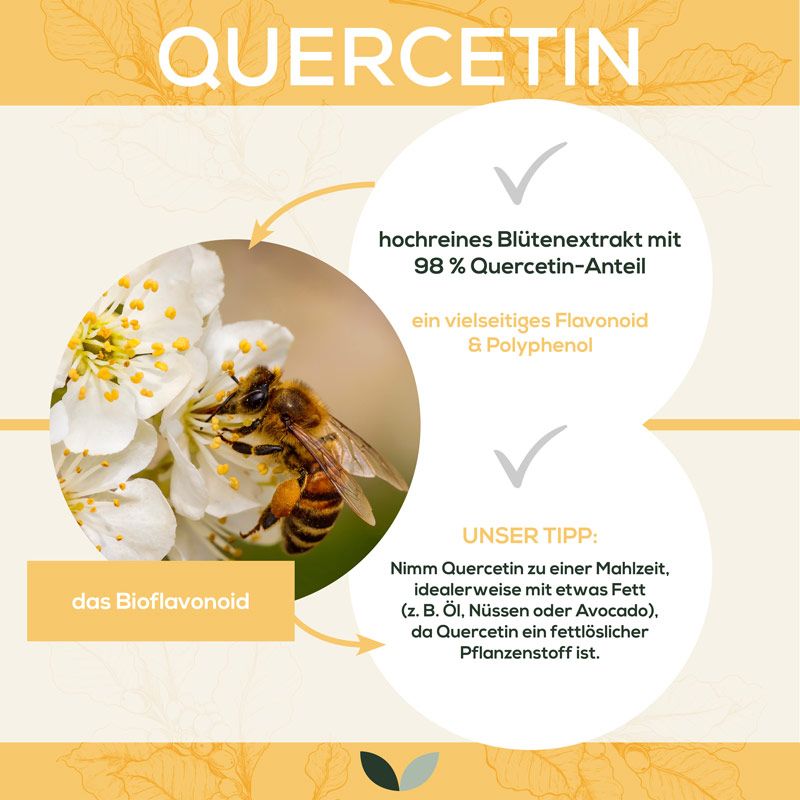 Infografik: Quercetin-Informationen. Hochreines Blütenextrakt mit 98% Quercetin-Anteil. Empfehlung zur Einnahme mit Fett.