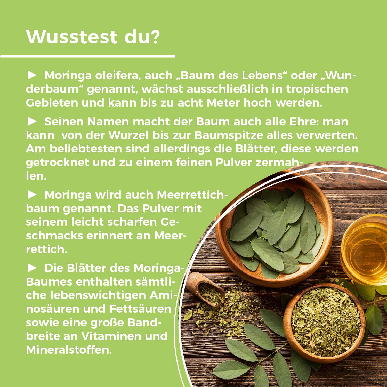 Text mit der Überschrift "Wusstest du?". Informationen über Moringa, Blätter, und die Verwendung des Pulvers.