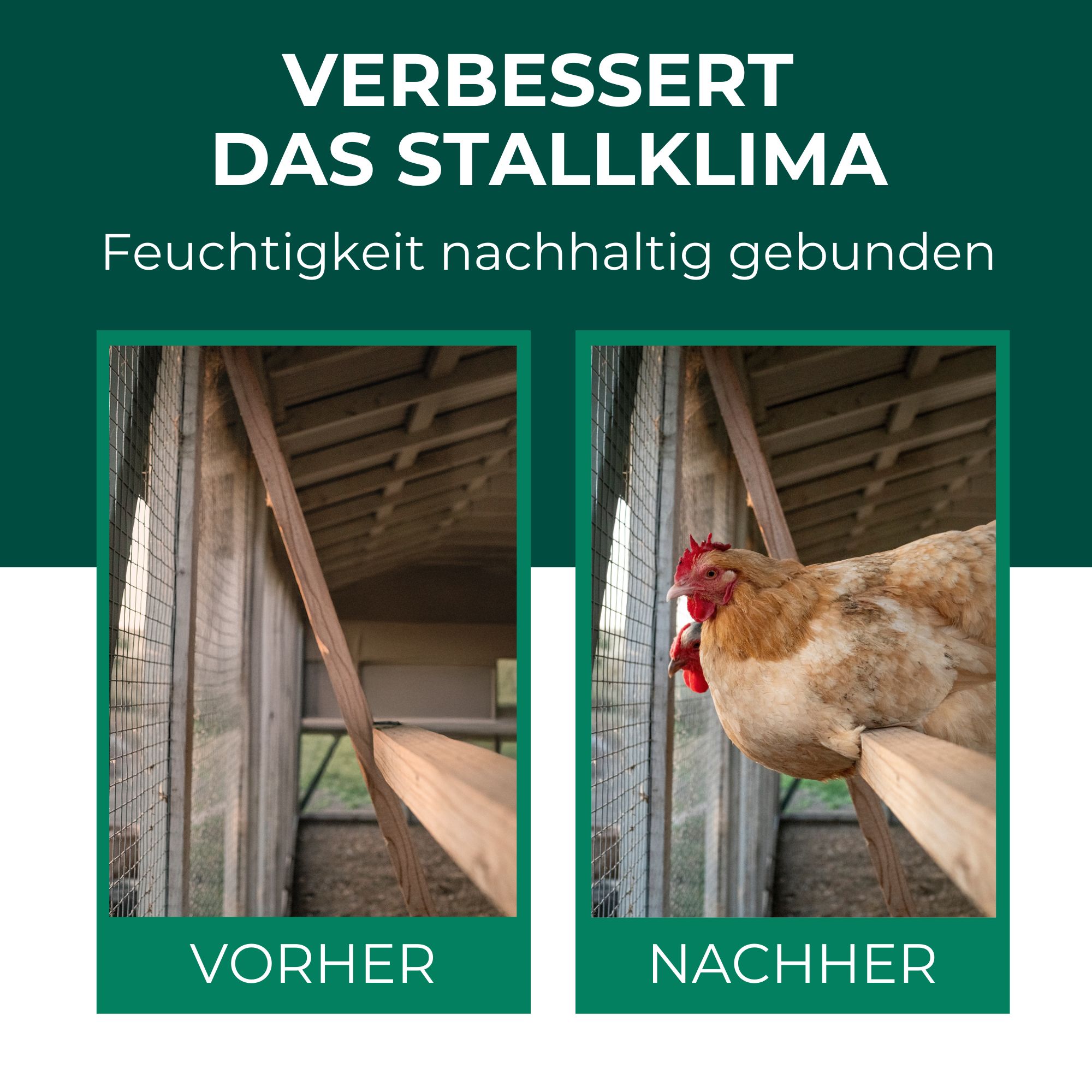 Vorher-Nachher-Vergleich: Stallklima. Links: Stall. Rechts: Huhn auf Holz. Text: Verbessert das Stallklima.