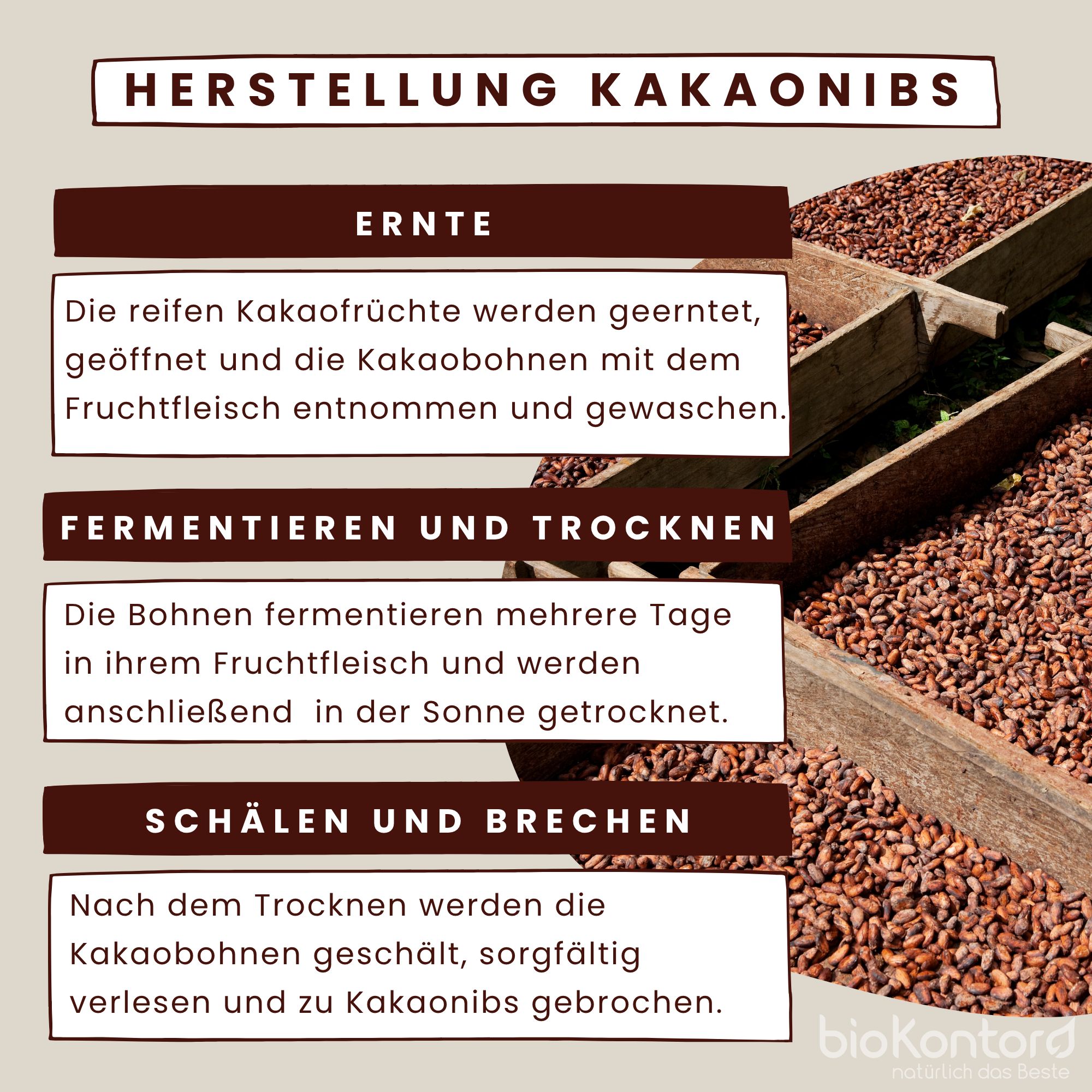 Herstellung von Kakaonibs: Ernte, Fermentieren, Trocknen, Schälen und Brechen.