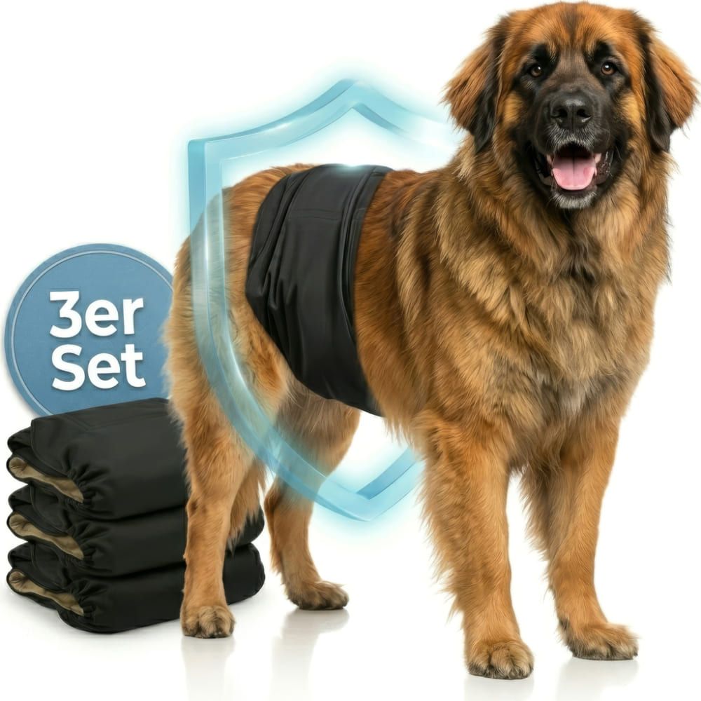 Schwarze Hundewindel am Hund. 3er Set. Schild-Symbol. Hund steht.