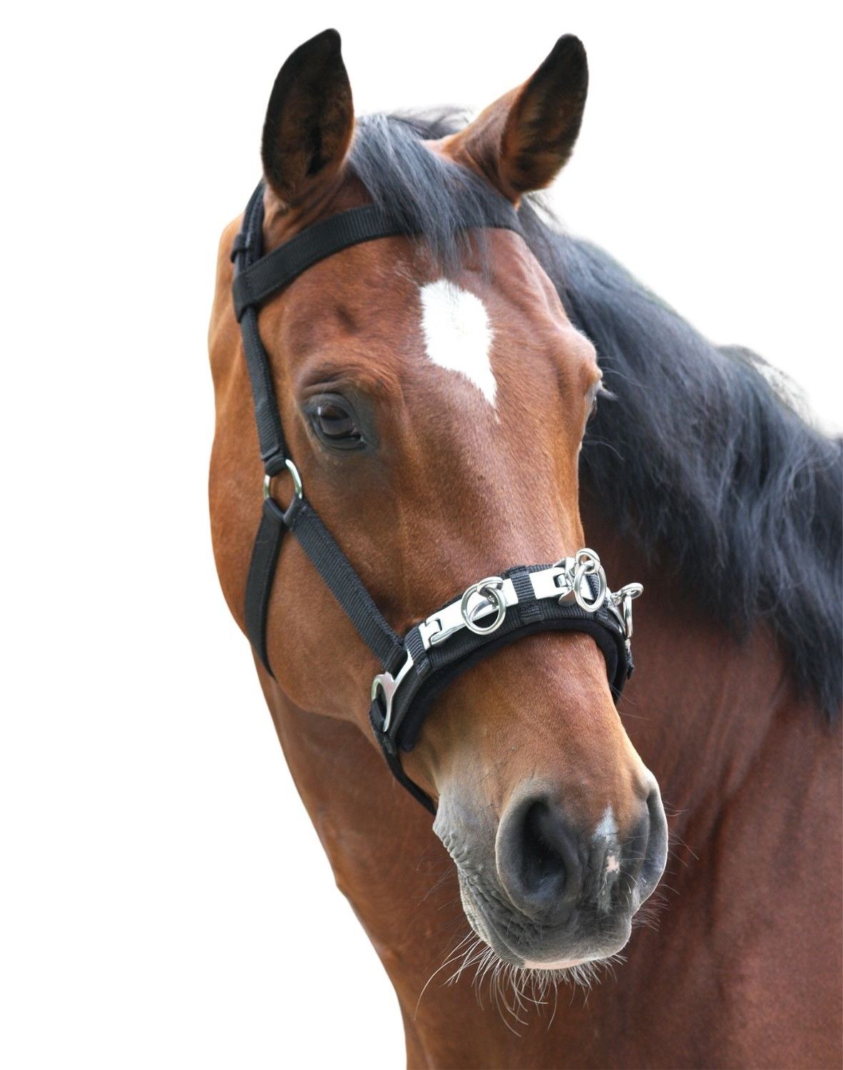 Nahaufnahme eines Pferdekopfes mit schwarzem Kappzaum. Das Pferd hat einen weißen Stern auf der Stirn.