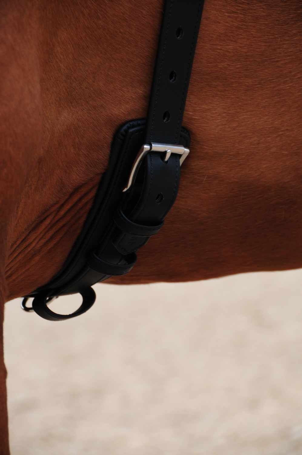 Schwarzer Longiergurt mit Schnalle. Auf dem Pferderücken platziert. Nahaufnahme.