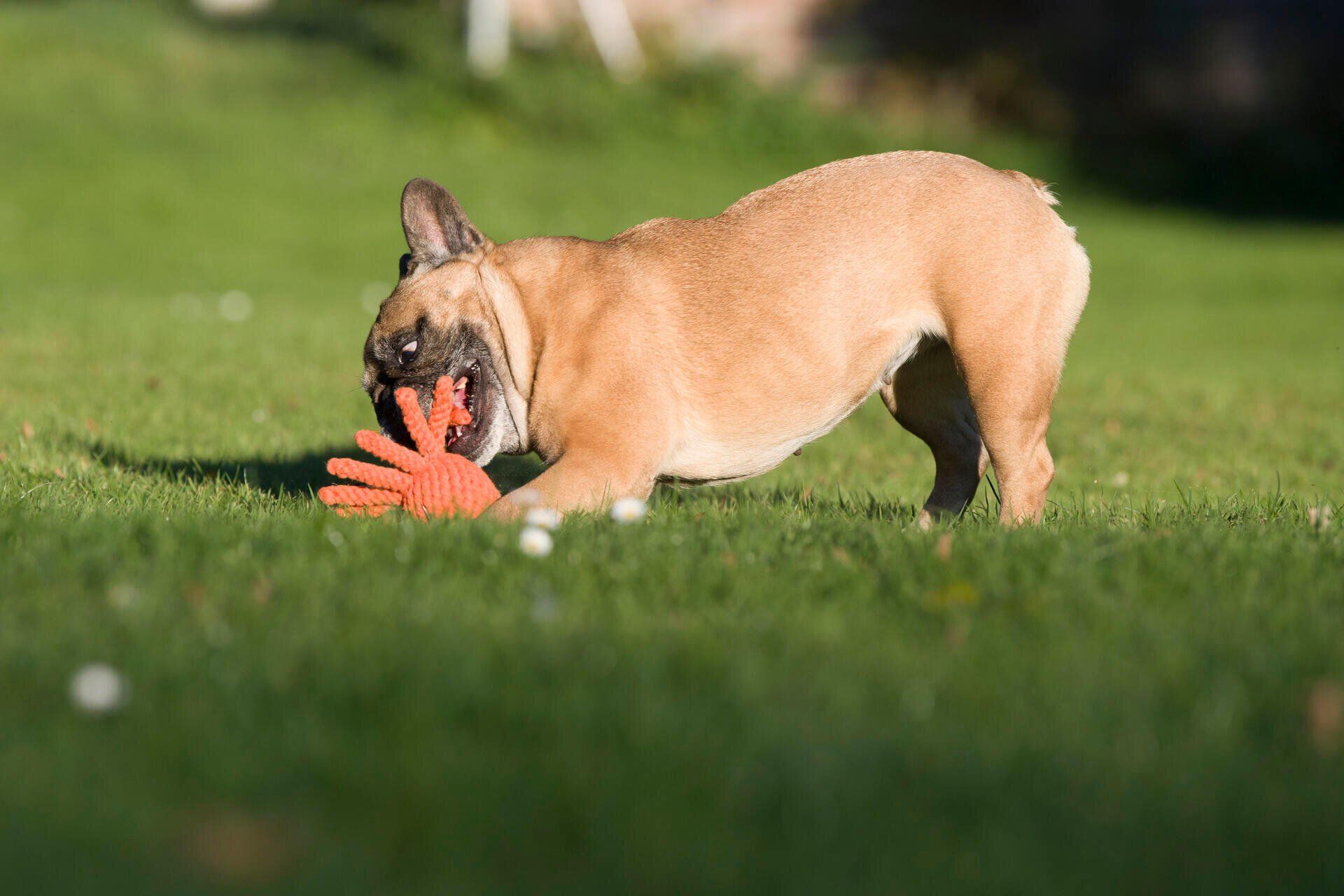 Hundespielzeug Thaddäus Tintenfisch - Laboni