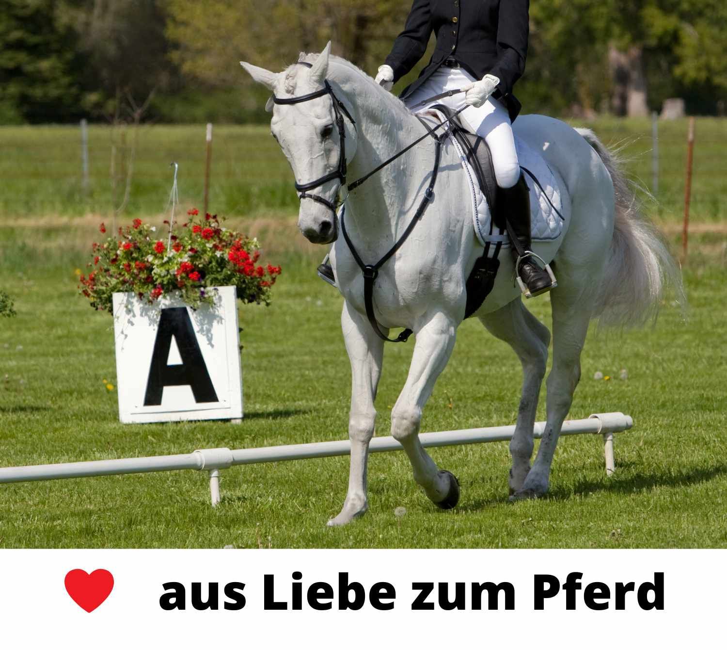 Weißes Pferd mit Reiter auf dem Rasen. Im Hintergrund ein Schild mit dem Buchstaben A und Blumen.