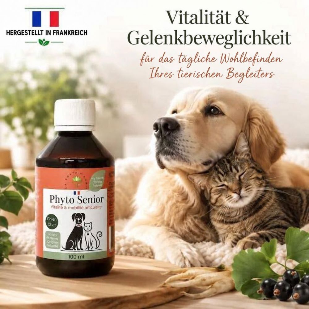 Phyto Senior Flüssigkeit in brauner Glasflasche, 250ml. Für Hunde und Katzen zur Vitalität und Gelenkbeweglichkeit. Zutaten: Ginkgo, Ginseng, Johannisbeere.