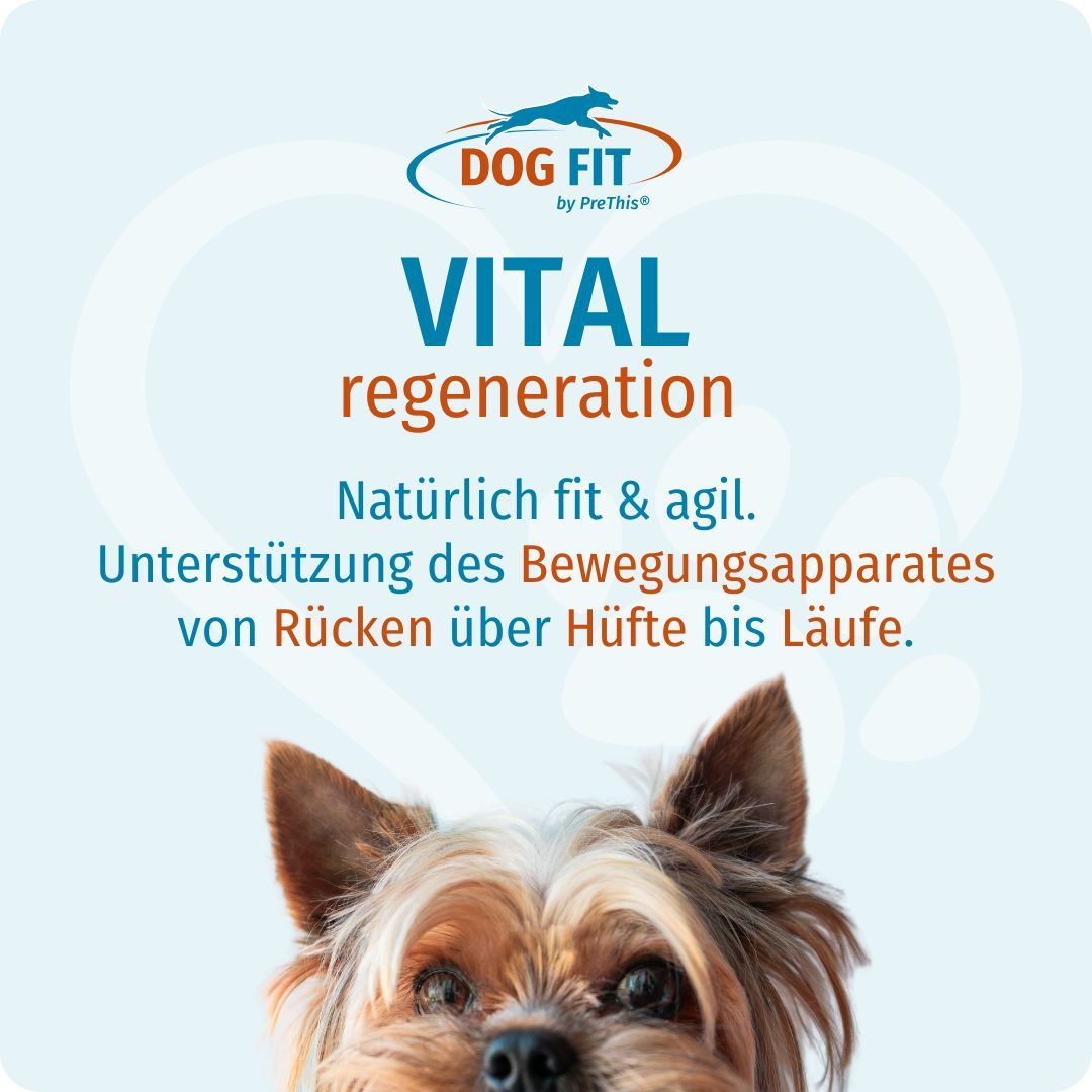 Nahaufnahme eines Hundes. Text: DOG FIT VITAL regeneration. Unterstützung des Bewegungsapparates.