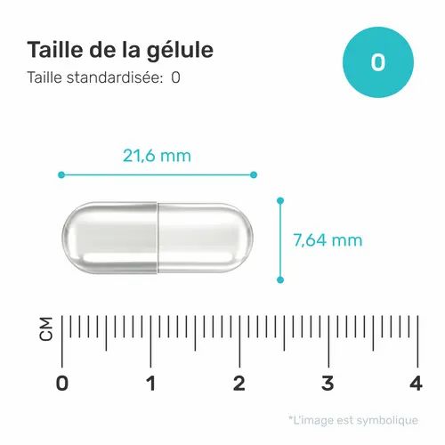 Kapsel mit Maßangaben: 21,6 mm lang, 7,64 mm Durchmesser. Skala in cm. Text: Taille de la gélule, Taille standardisée: 0.