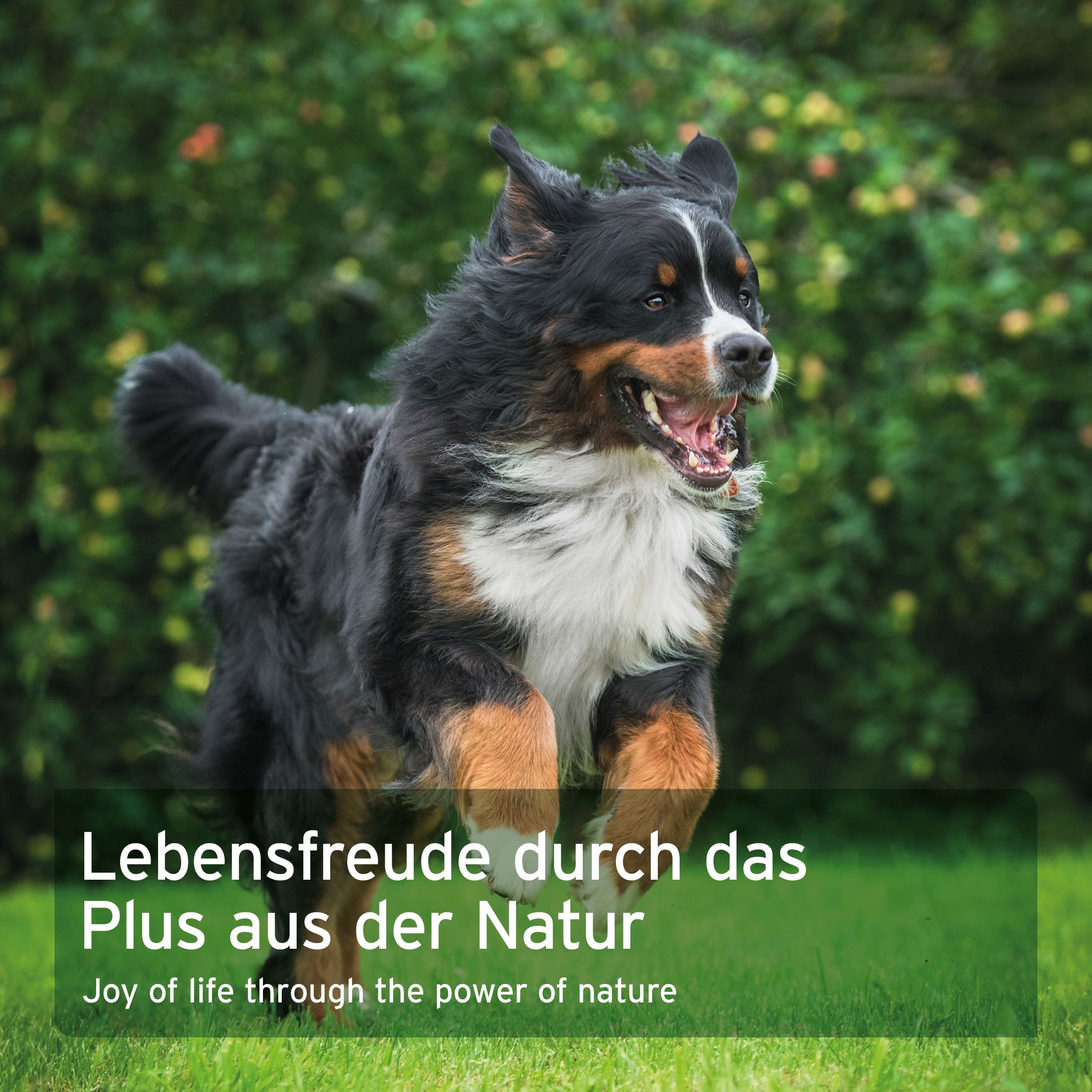 AniForte WermiX für Hunde