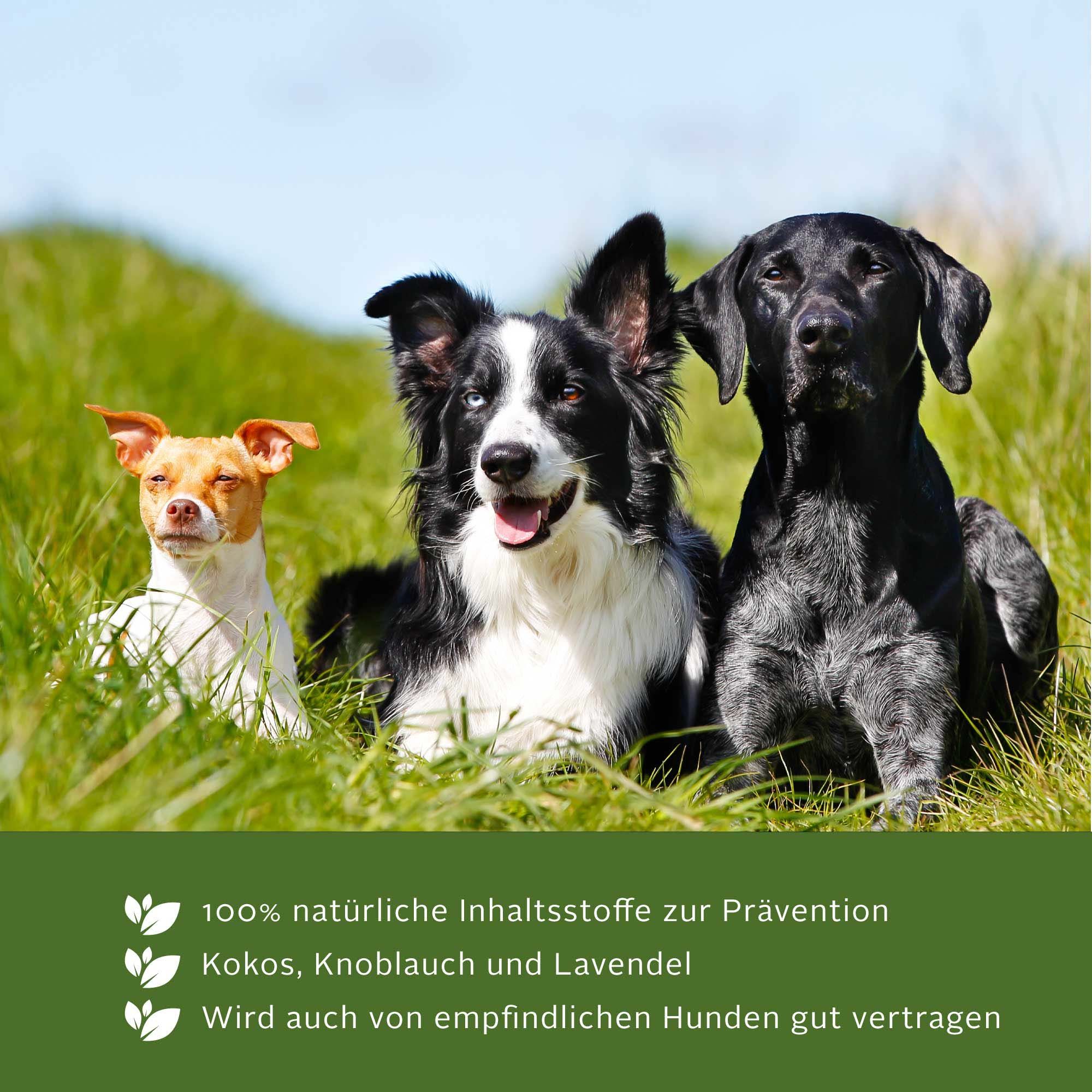 Drei Hunde sitzen im Gras. Text: 100% natürliche Inhaltsstoffe zur Prävention, Kokos, Knoblauch und Lavendel. Wird auch von empfindlichen Hunden gut vertragen.