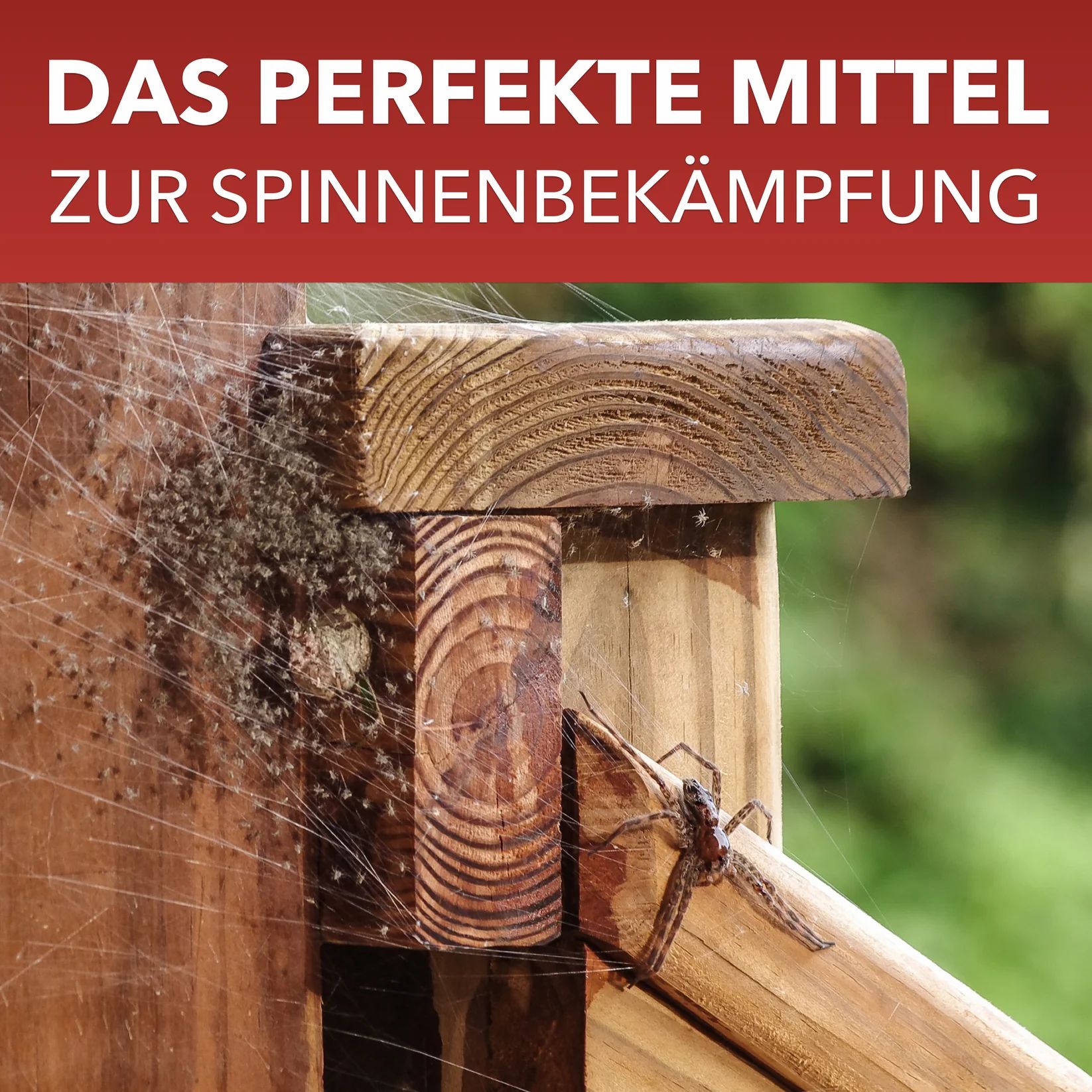 Holzgeländer mit Spinnen und Spinnweben. Spinnen auf dem Holz.
