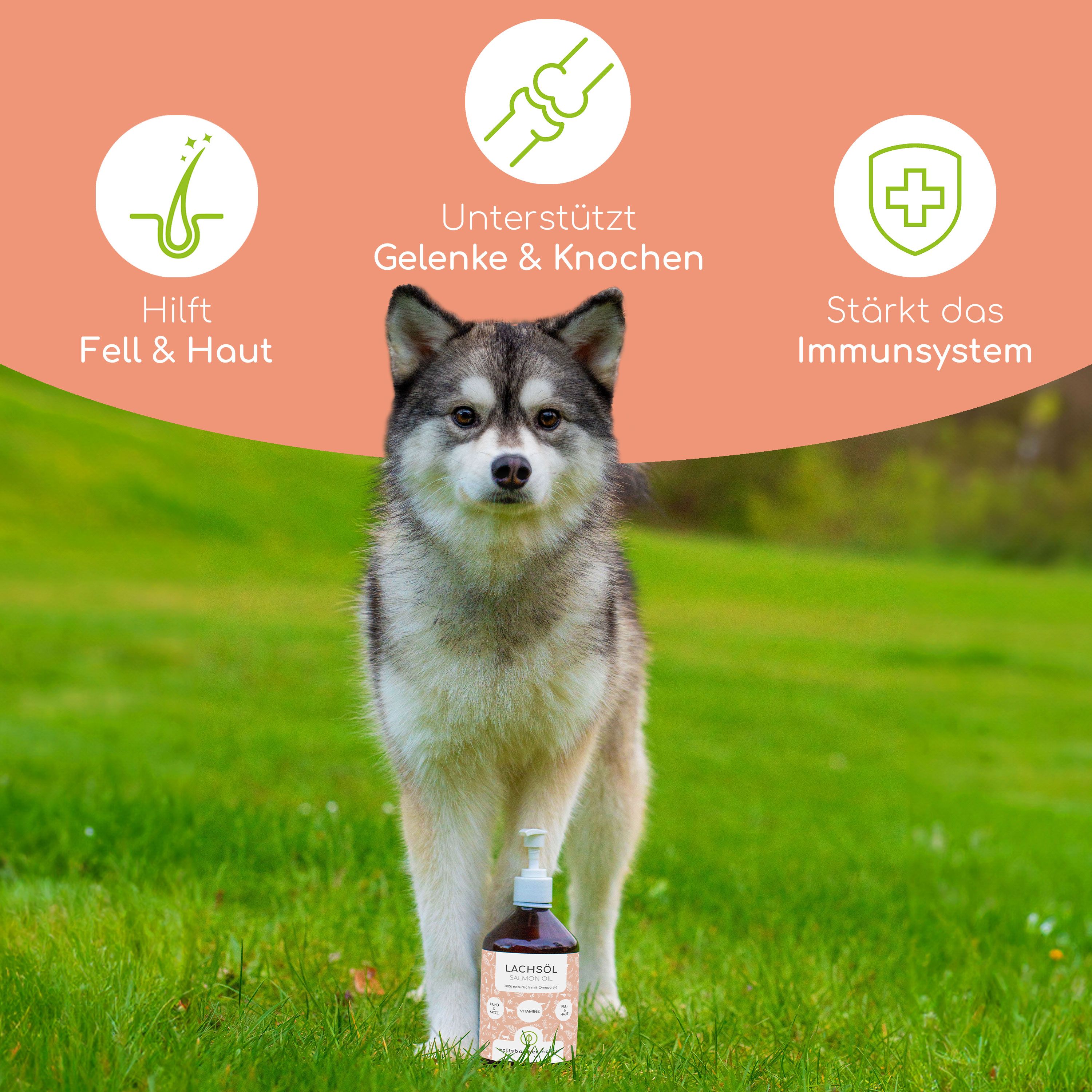 Hund auf Rasen mit Lachsöl-Flasche. Grafiken: Fell & Haut, Gelenke & Knochen, Immunsystem. Hintergrund: grünes Gras.