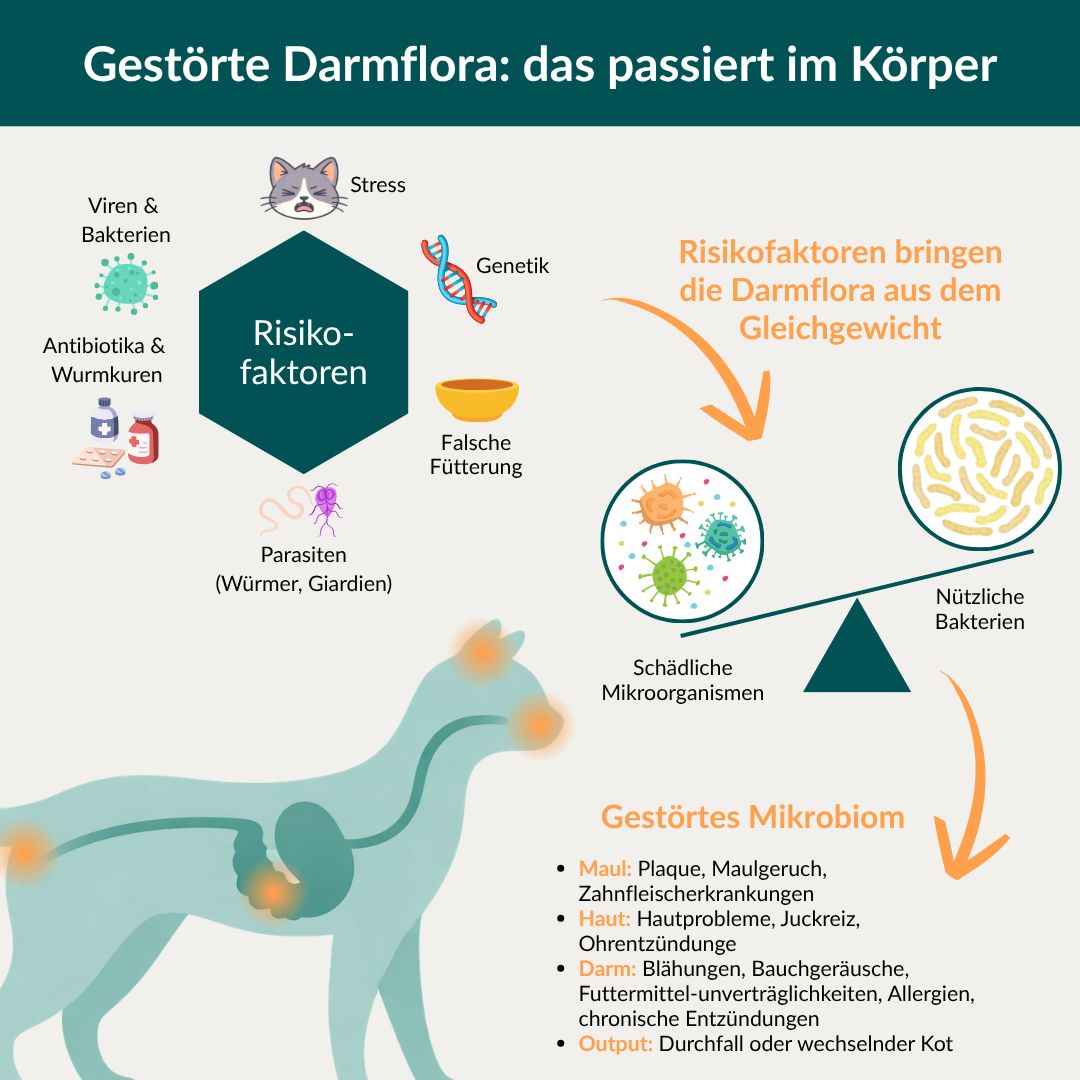 Grafik: Risikofaktoren für gestörte Darmflora bei Katzen. Diagramm mit Organen, Bakterien und Symptomen.