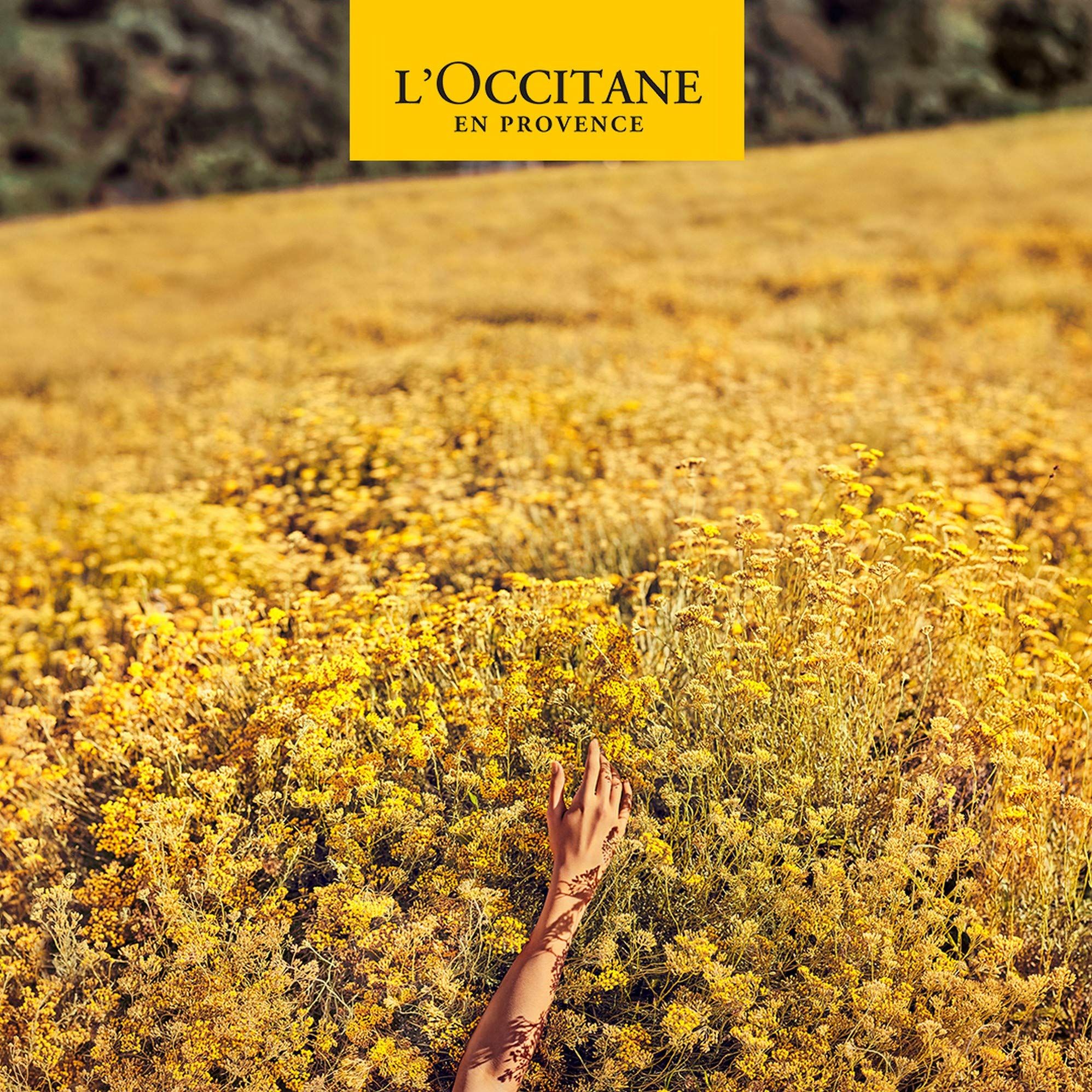 Eine Hand berührt gelbe Blüten in einem Feld. Oben: L'Occitane en Provence.