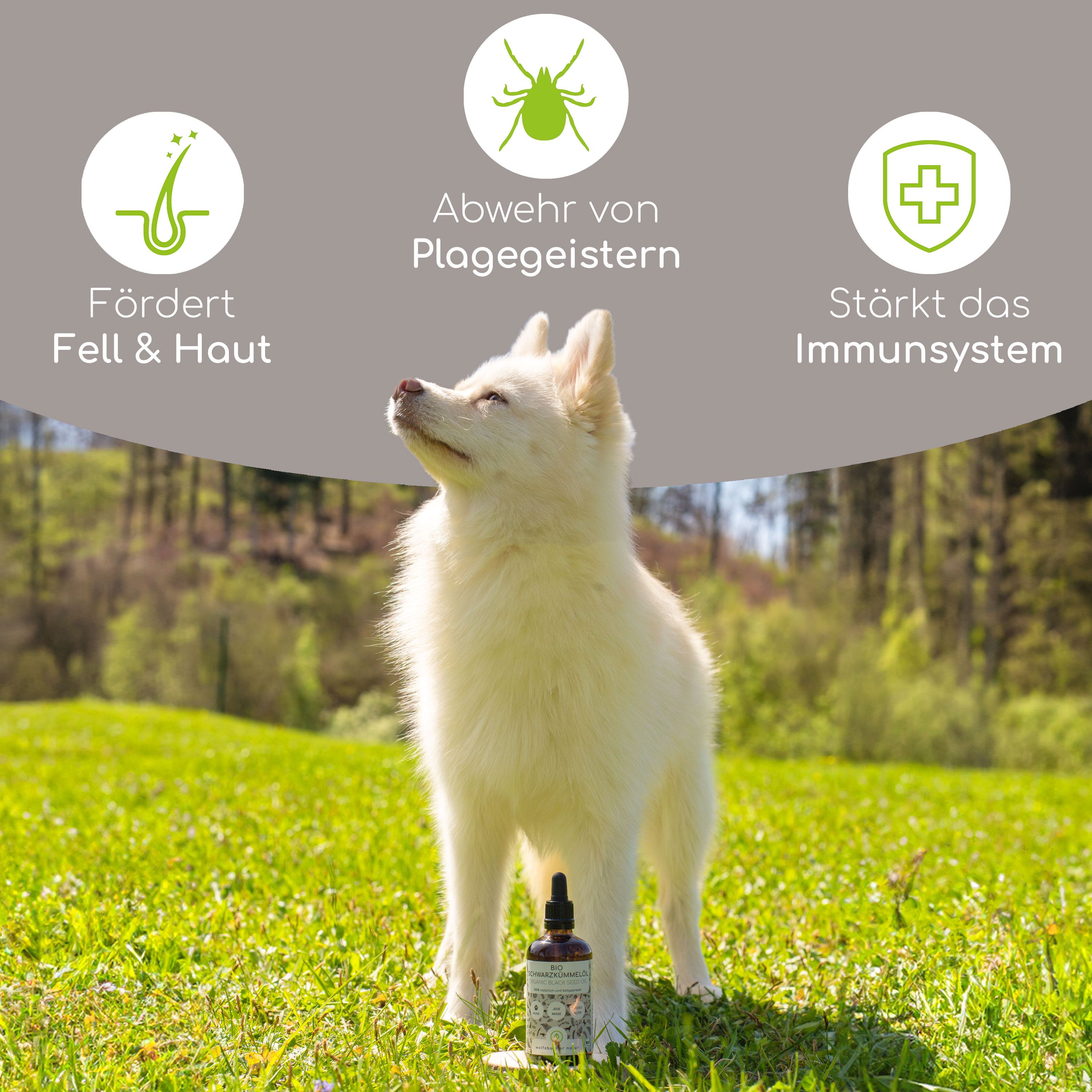 Weißer Hund im Gras. Icons: Fell & Haut, Abwehr von Plagegeistern, Immunsystem. Flasche Schwarzkümmelöl.