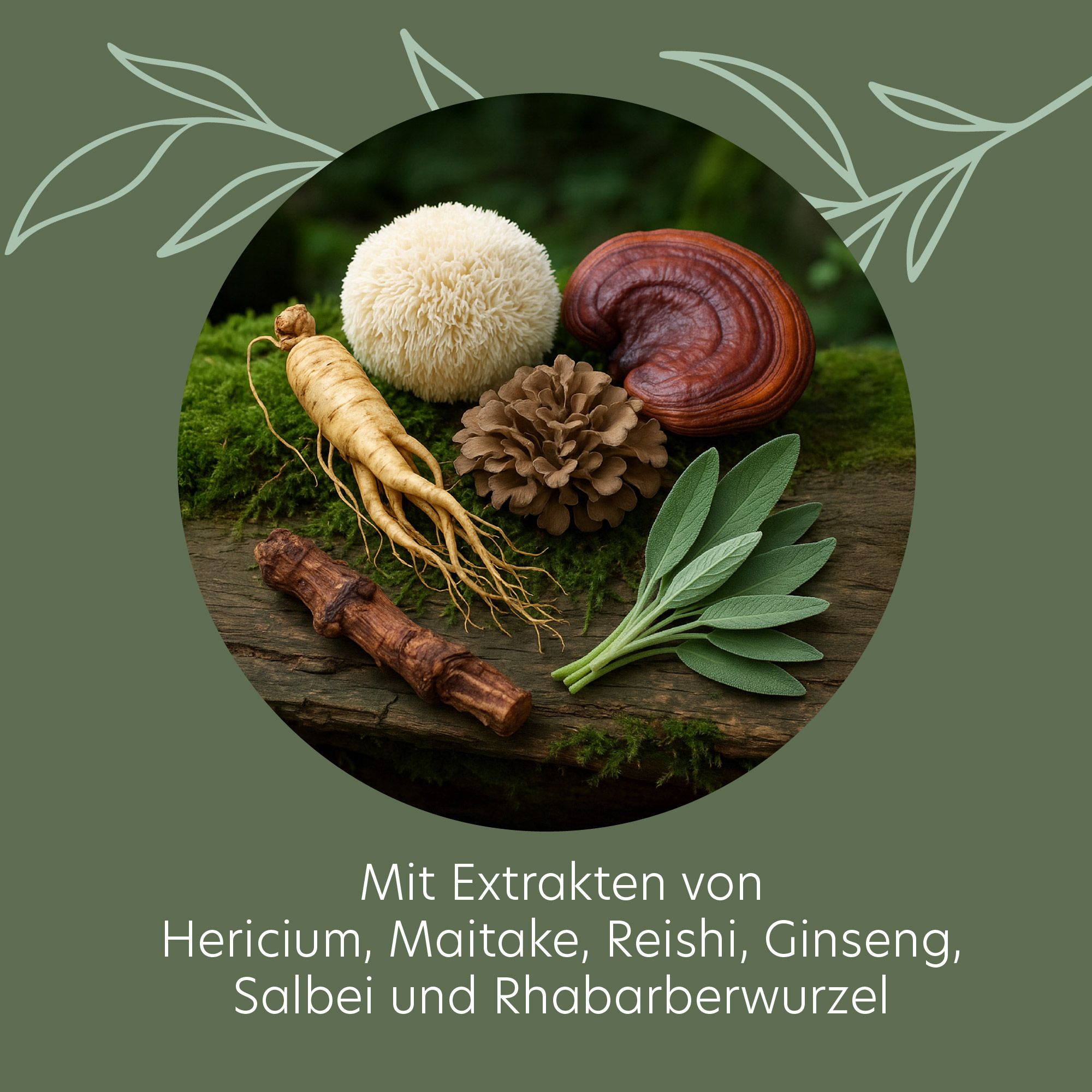 Verschiedene Kräuter und Pilze, darunter Hericium, Maitake, Reishi, Ginseng, Salbei und Rhabarberwurzel, in einem Kreis.