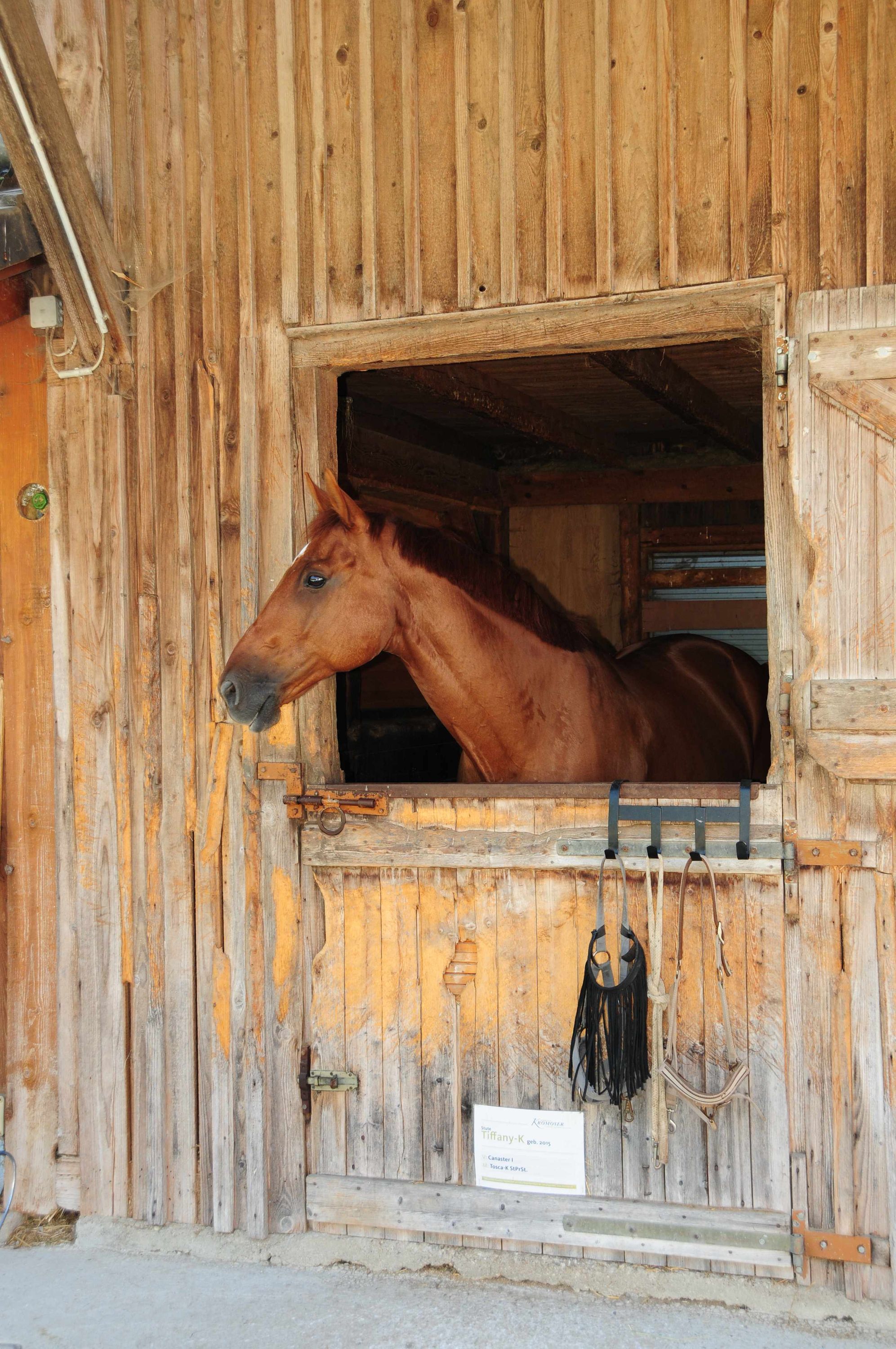 Braunes Pferd in einer Holzbox. Das Pferd schaut aus dem Fenster. An der Wand hängen Zubehörteile.