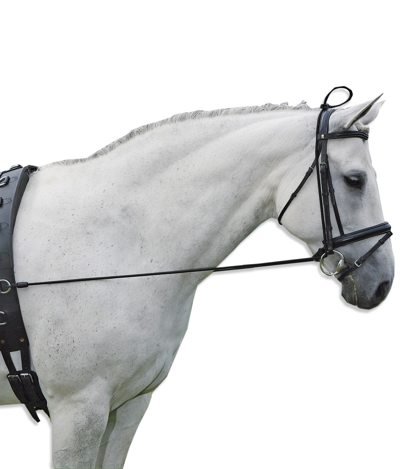 Schwarzer Waldhausen Halsverlängerer am weißen Pferd. Besteht aus Leder und Seil. Ansicht von der Seite.