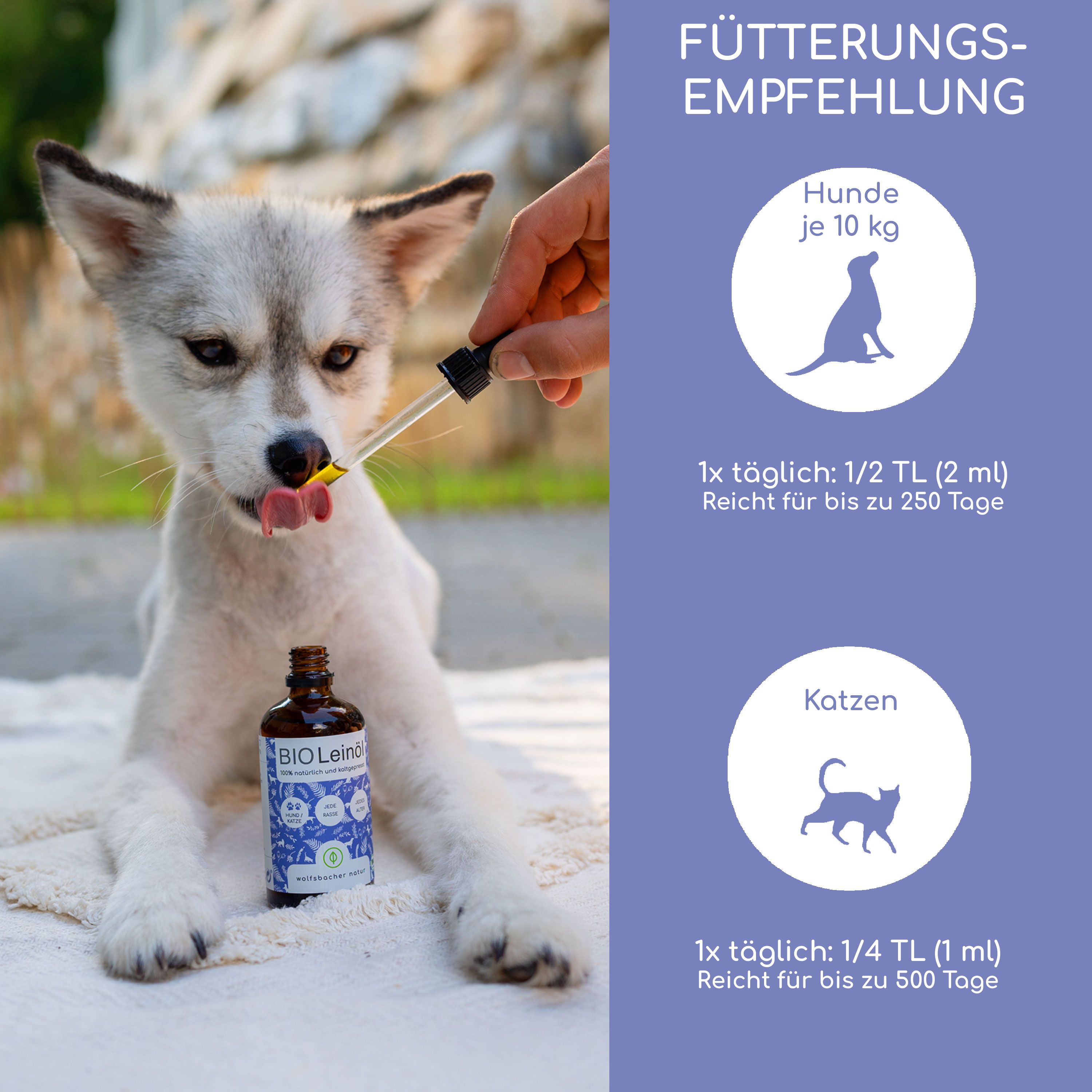 Ein Hund leckt Tropfen aus einem Pipettenaufsatz über einer Flasche Bio Leinöl. Fütterungsempfehlung für Hunde und Katzen.