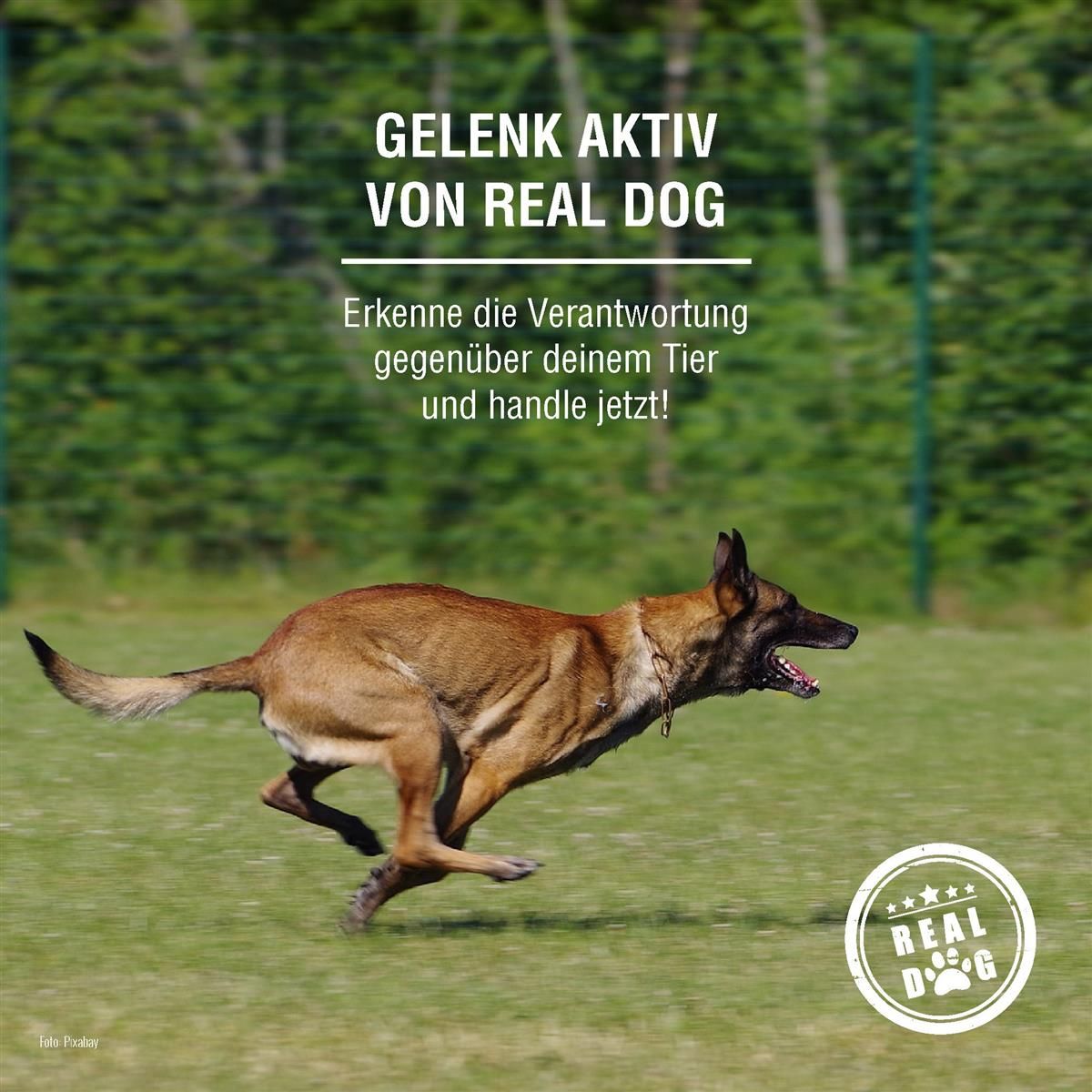 Hund rennt auf grünem Rasen. Text: GELENK AKTIV VON REAL DOG. Erkenne die Verantwortung gegenüber deinem Tier und handle jetzt! Logo: REAL DOG.