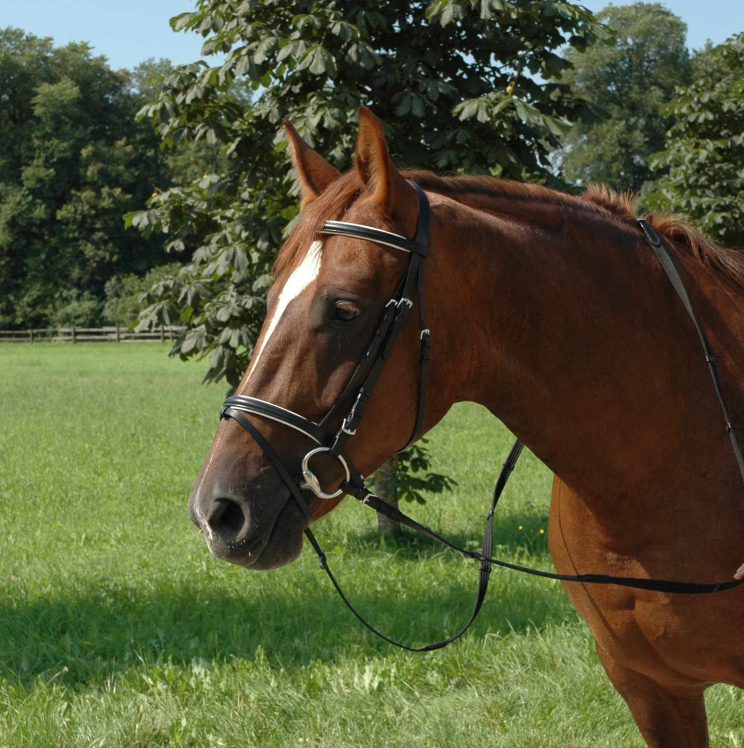 Braunes Pferd mit schwarzem Trensenzaum. Weißer Akzent am Stirnriemen. Pferd auf einer Wiese, im Hintergrund Bäume.