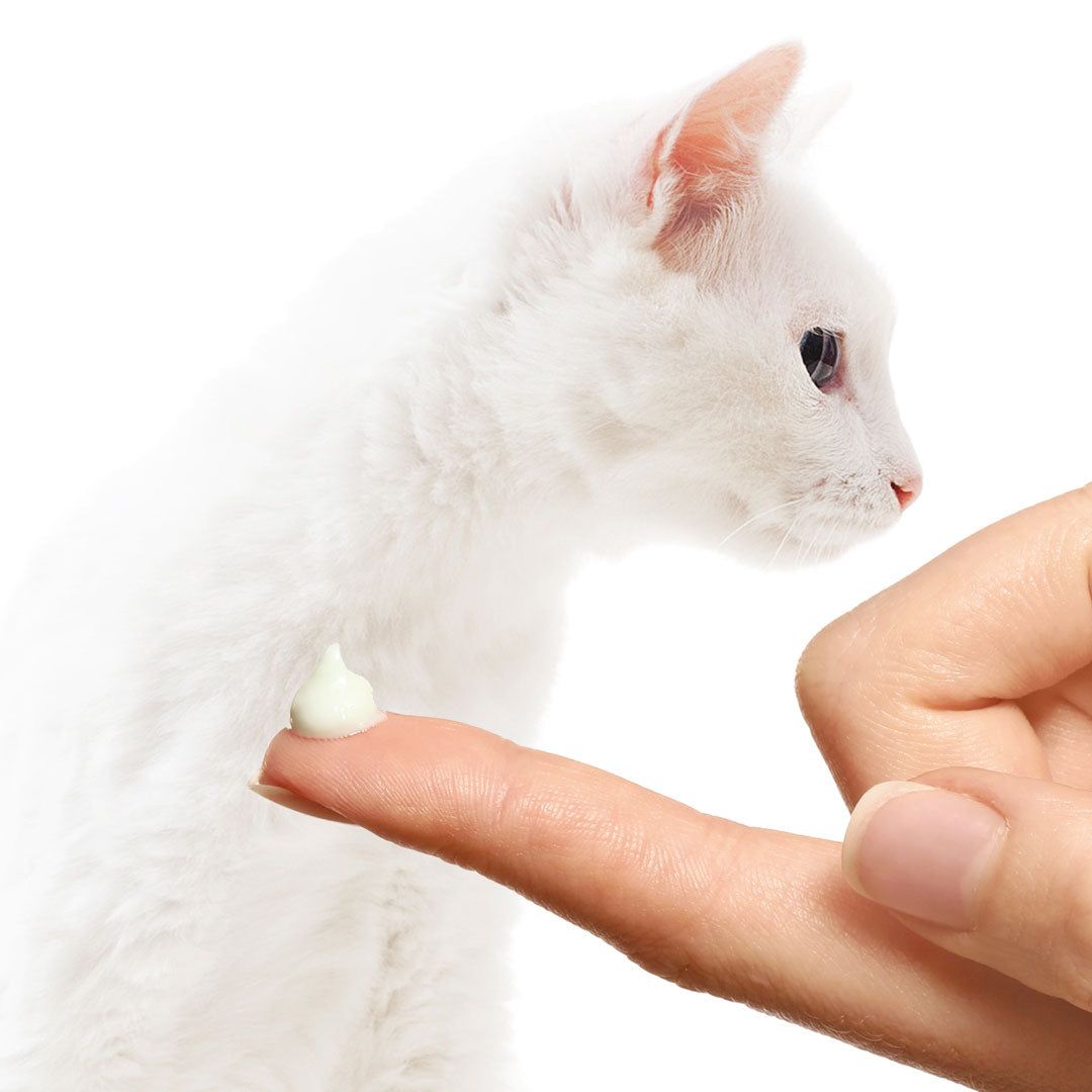 Creme auf Finger, neben Katze. Katze ist weiß. Creme ist hell. Katze schaut nach links.