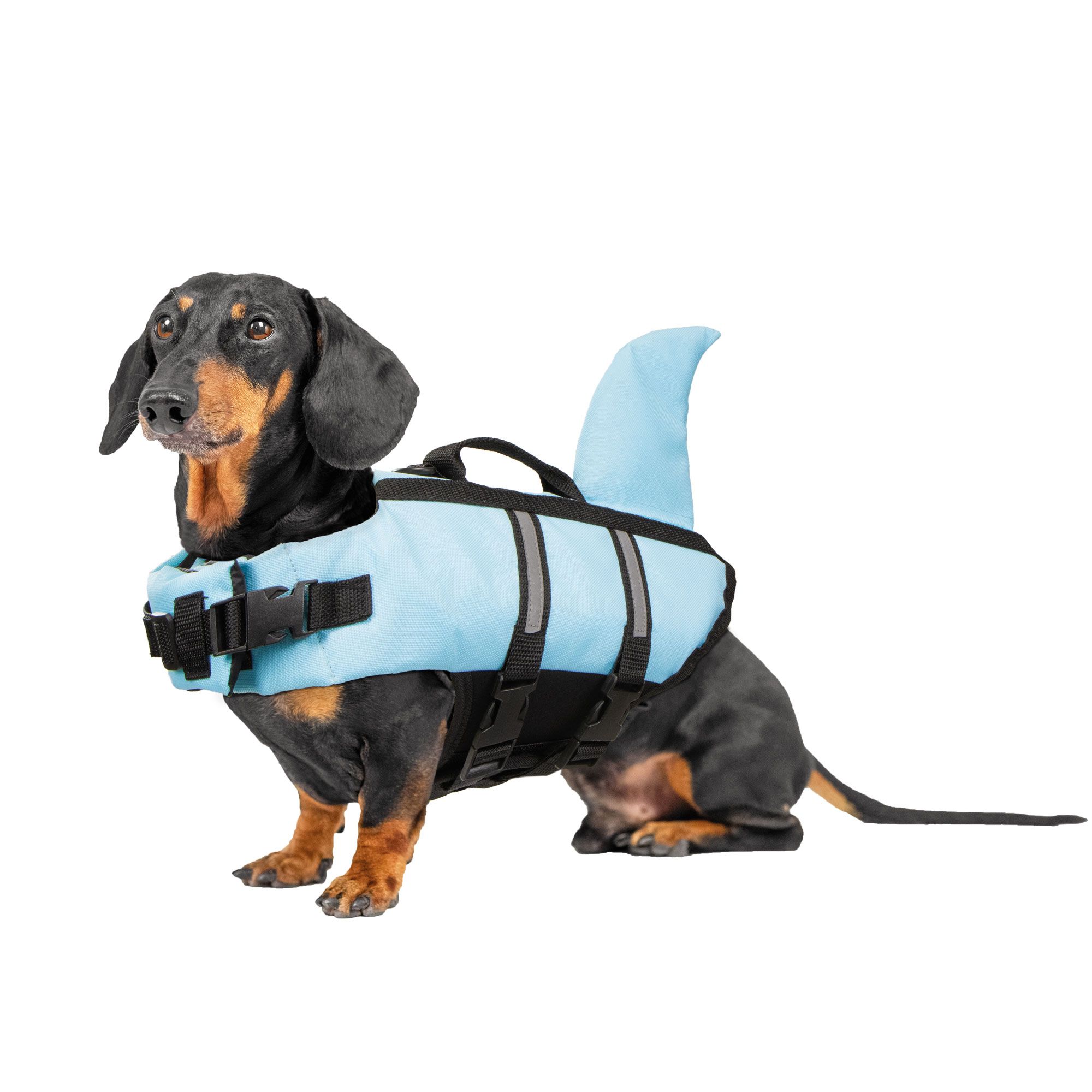 Dackel trägt hellblaue Hunde-Schwimmweste mit Haifischflosse. Schwarzes Gurtzeug, Tragegriff und reflektierende Streifen.