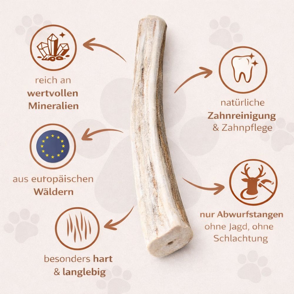Halbe Kaustange aus Rothirschgeweih. Text: reich an Mineralien, natürliche Zahnreinigung, aus europäischen Wäldern.