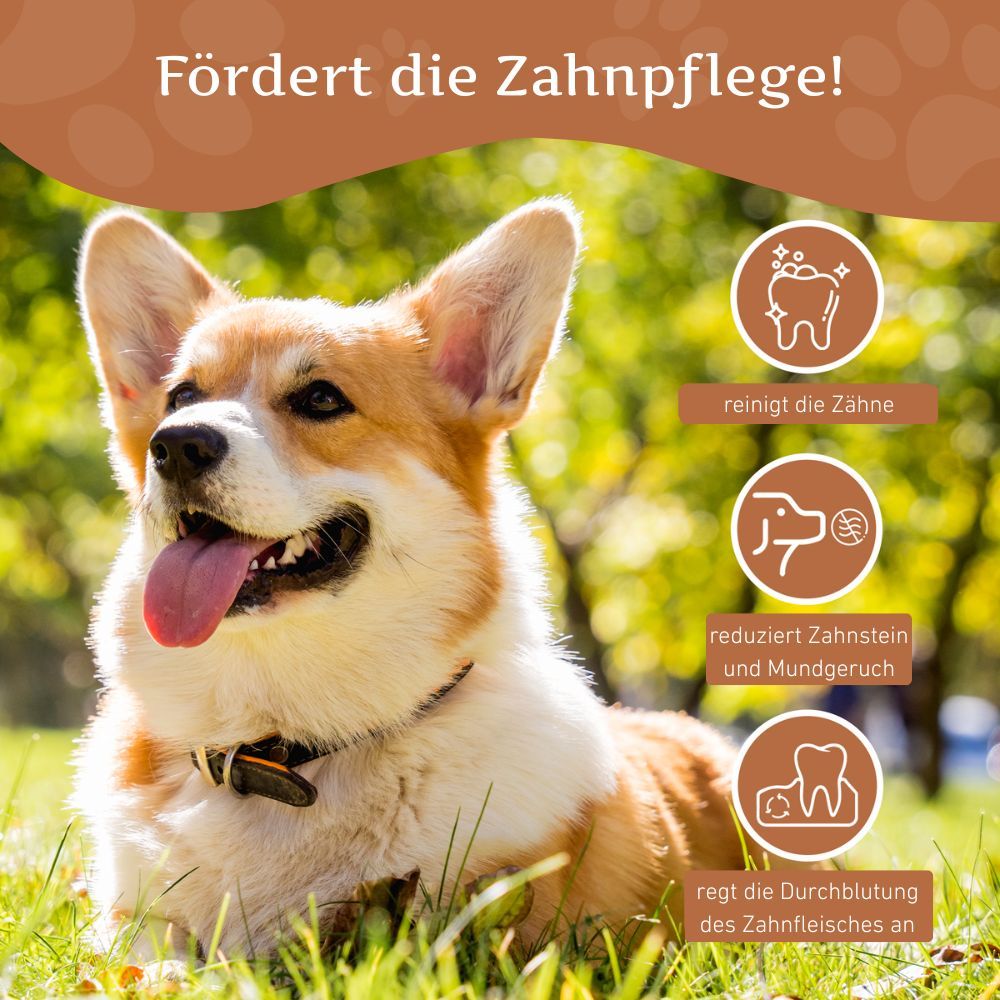 Corgi-Hund im Gras. Grafiken zeigen: Zähne reinigen, Zahnstein reduzieren, Zahnfleischblutung anregen.