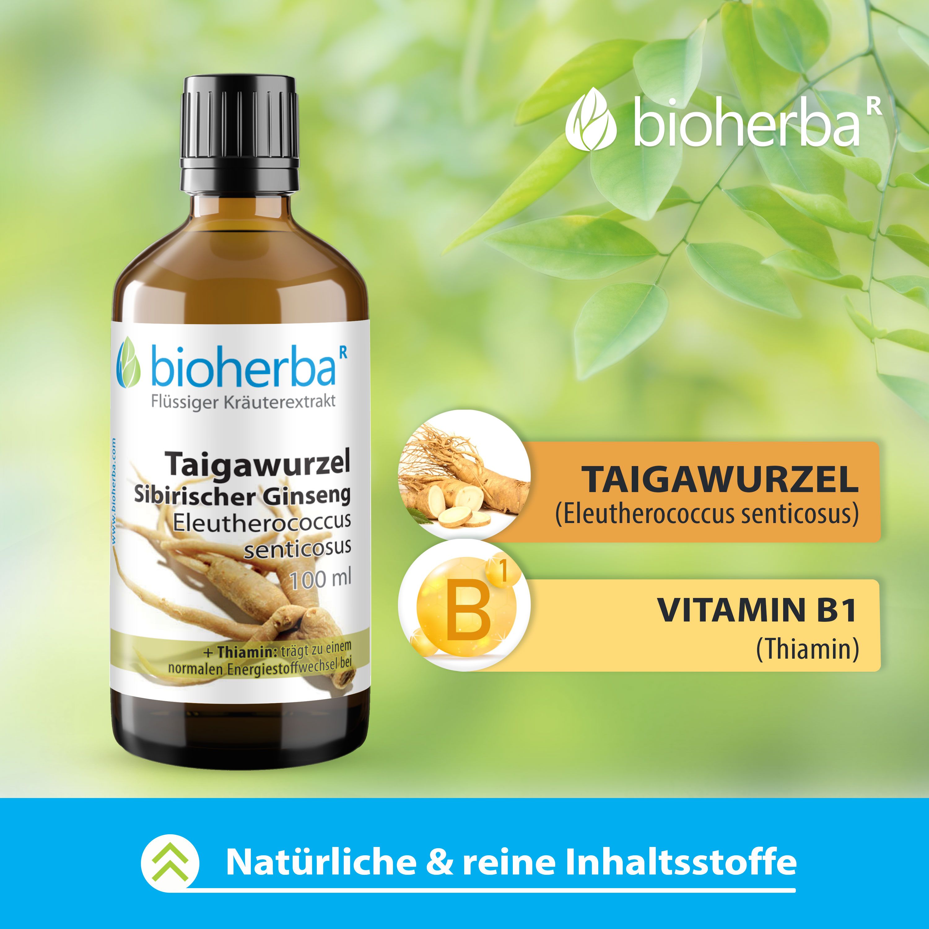 Braune Glasflasche mit schwarzem Deckel. Etikett mit Taigawurzel Sibirischer Ginseng. 100 ml. Auf weißem Hintergrund.