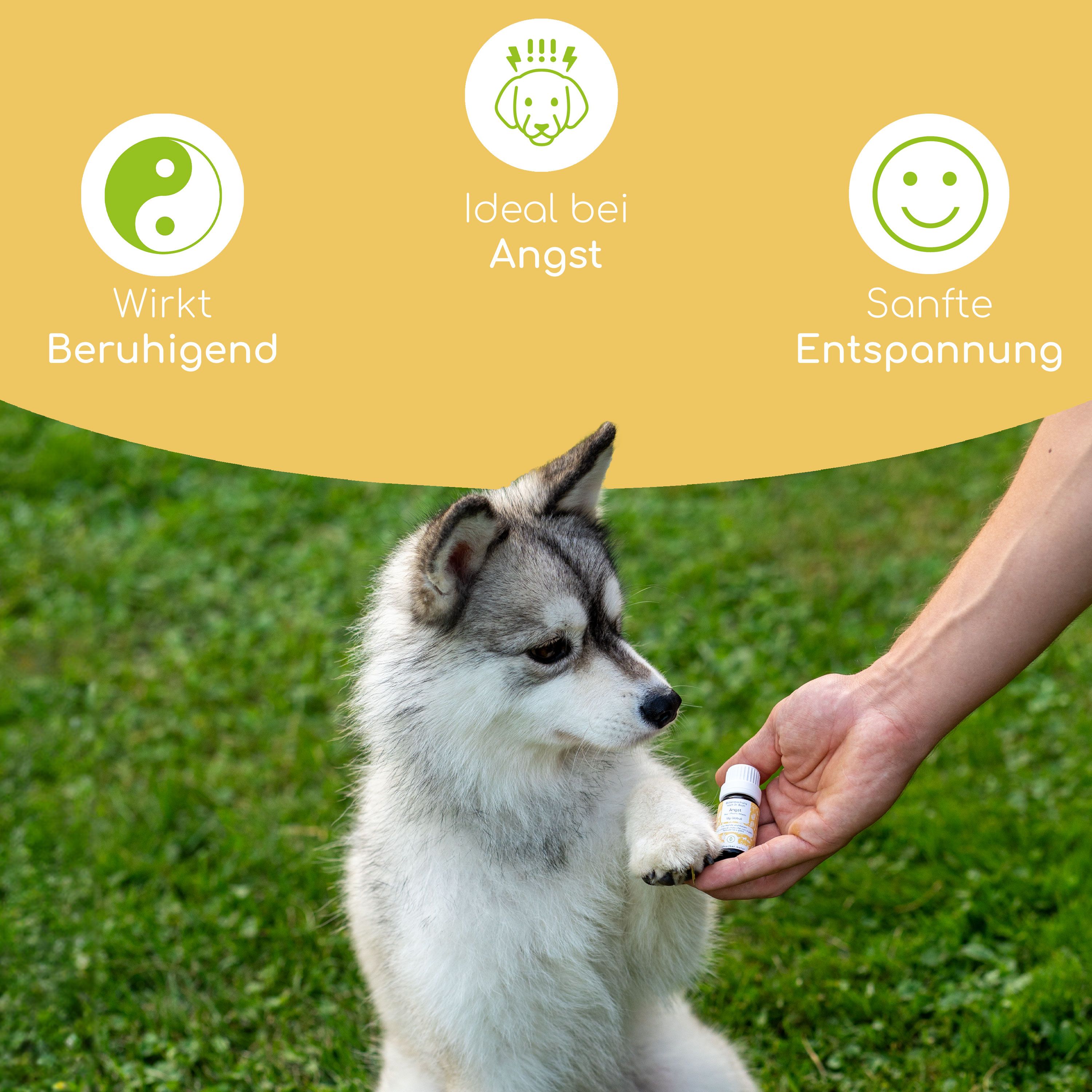 Hund gibt Pfote. Person hält kleine Flasche. Grafiken: Beruhigend, Angst, Entspannung. Hintergrund: grünes Gras.