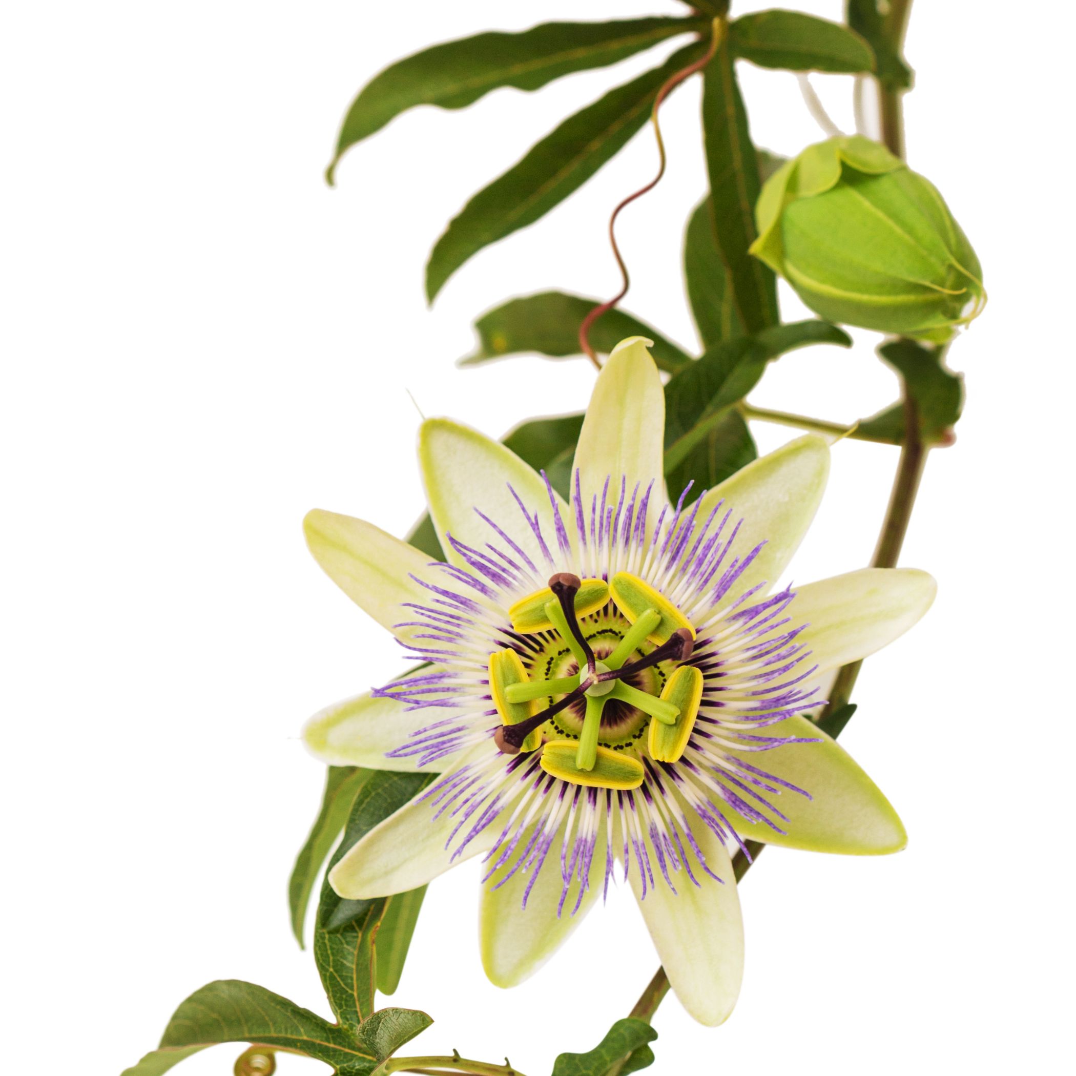 Nahaufnahme einer Passionsblume mit grünen Blättern und Knospe. Weiße Blütenblätter mit violetten Streifen. Gelber Blütenstand.