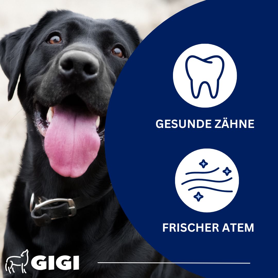 Schwarzer Hund mit Zunge. Icons: gesunde Zähne, frischer Atem. Marke: GIGI.