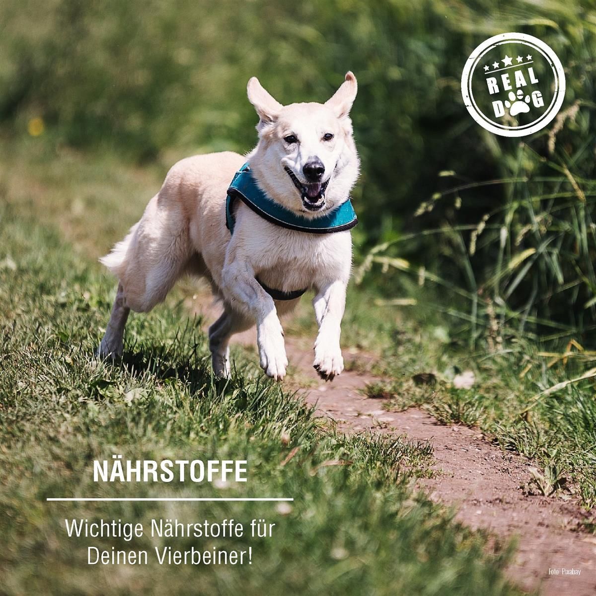 Weißer Hund rennt auf einem Pfad durch grünes Gras. Text: NÄHRSTOFFE. Wichtige Nährstoffe für Deinen Vierbeiner! Logo: REAL DOG.