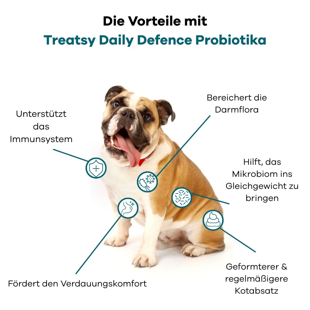 Ein Hund mit Pfeilen, die Vorteile von Probiotika zeigen: Immunsystem, Darmflora, Mikrobiom, Verdauung.