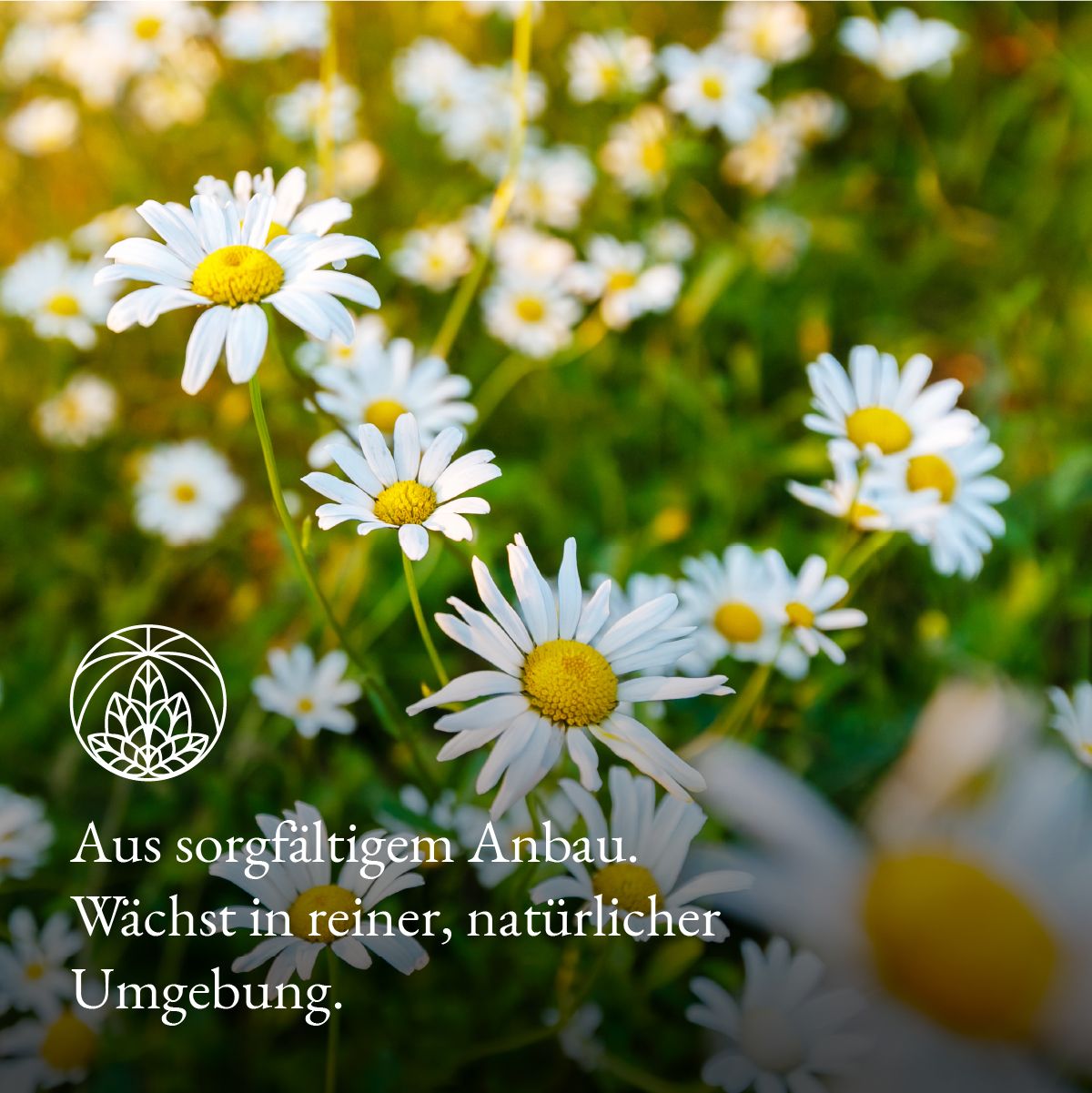 Monte Nativo Kamillenblüten Kräutertee lose