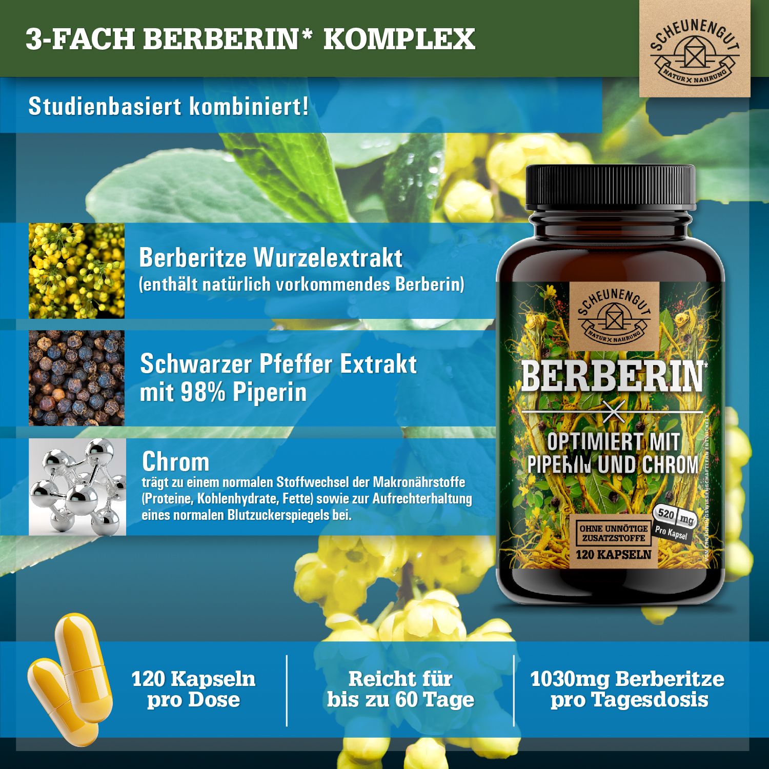 Braune Flasche mit Berberin-Kapseln. Aufschrift: Berberin, optimiert mit Piperin und Chrom. 120 Kapseln. Logo: Scheunengut. Gelbe Kapseln daneben.