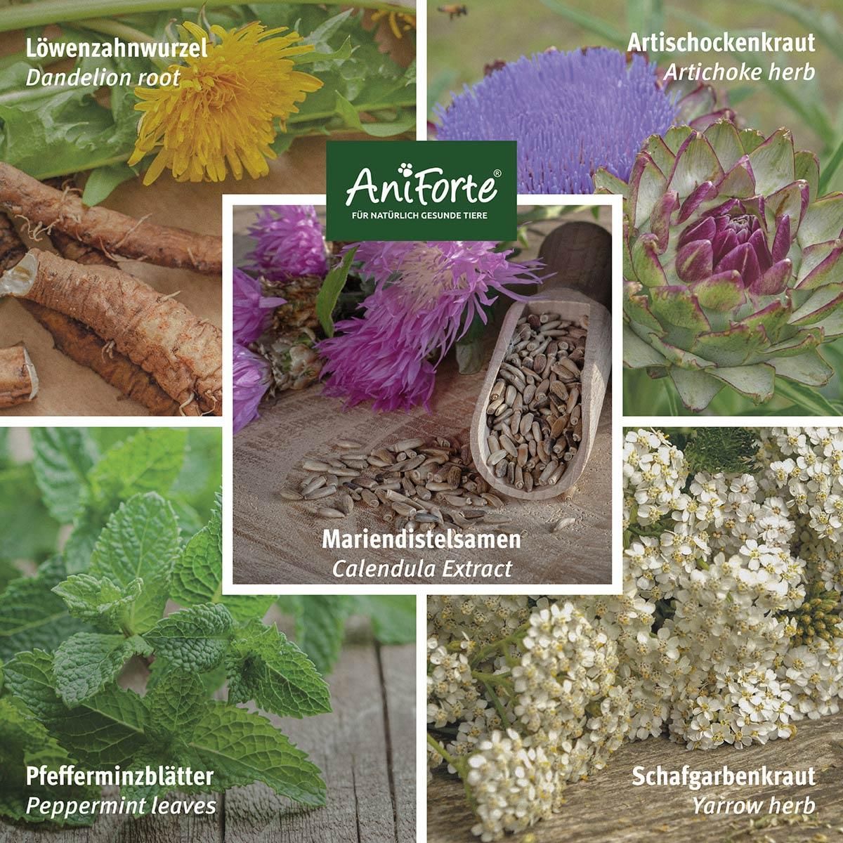 Verschiedene Kräuter und Samen, AniForte Logo. Mariendistelsamen, Löwenzahn, Artischocke, Pfefferminze, Schafgarbe.