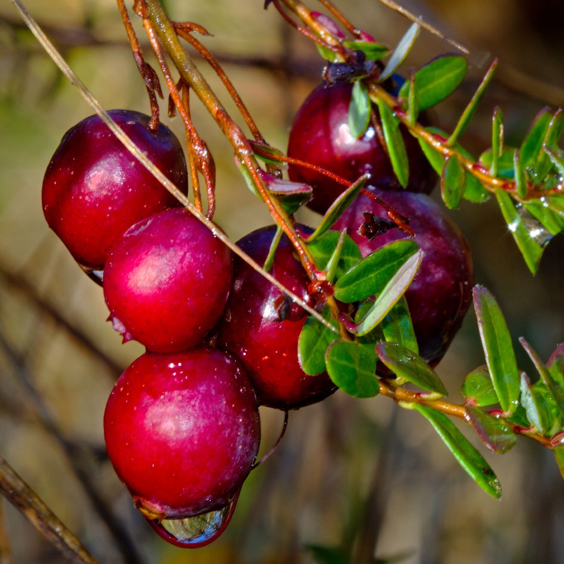Sekoya Swiss - Cranberry + D-Mannose | Gegen Harnwegsinfektionen
