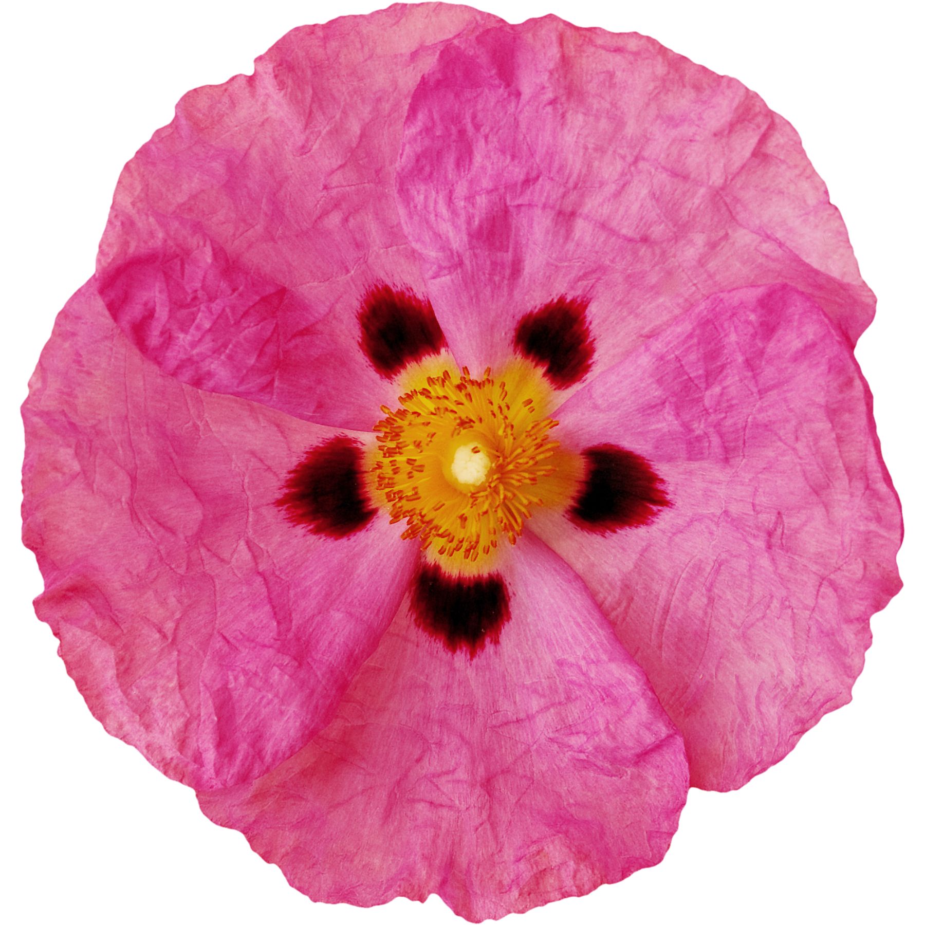 Rosa Zistrose-Blüte, isoliert auf weißem Hintergrund. Blütenblätter sind zerknittert, mit dunklen Flecken im Zentrum.