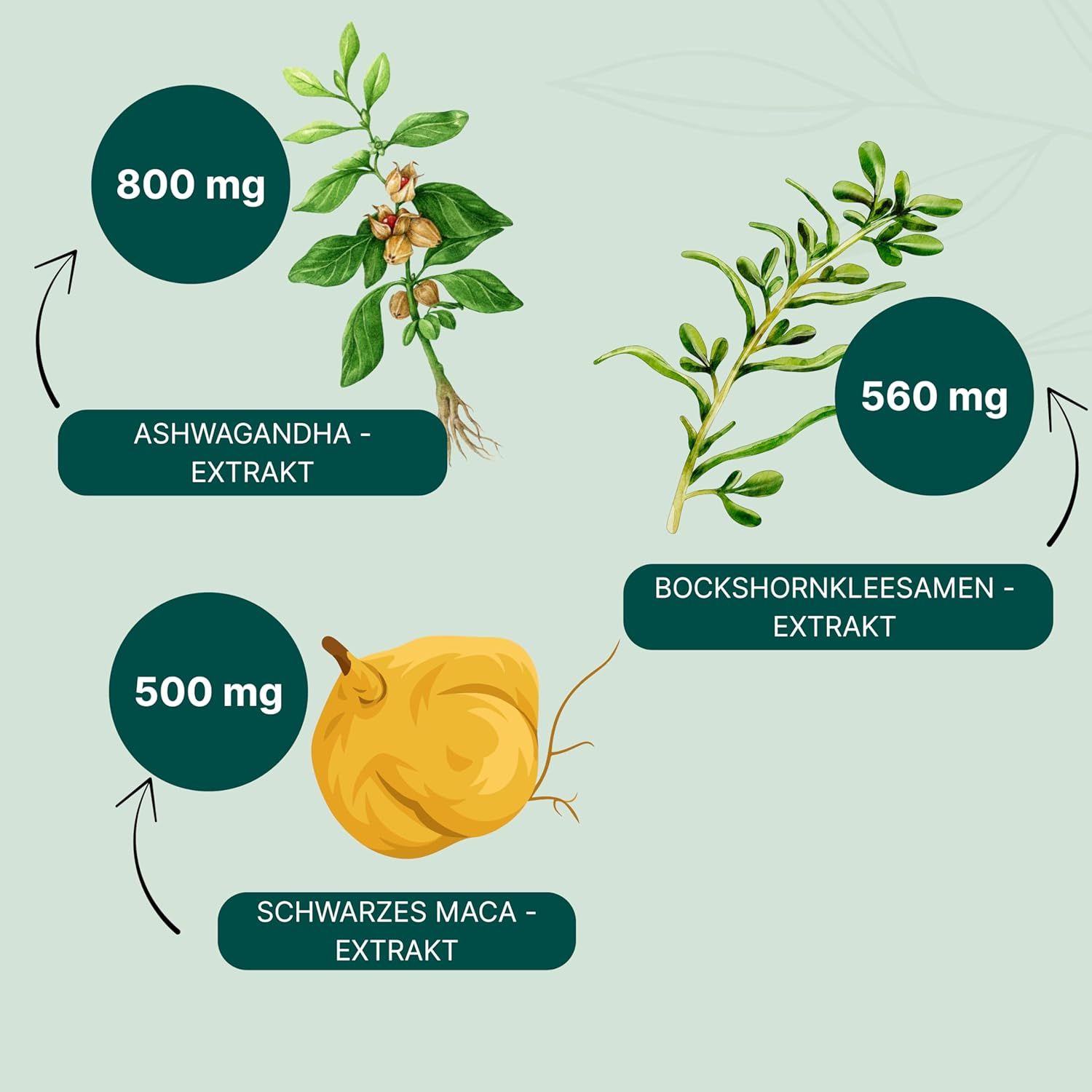 Grafische Darstellung von Pflanzenextrakten. Ashwagandha, Bockshornkleesamen, Schwarzes Maca. Mengen: 800mg, 560mg, 500mg.