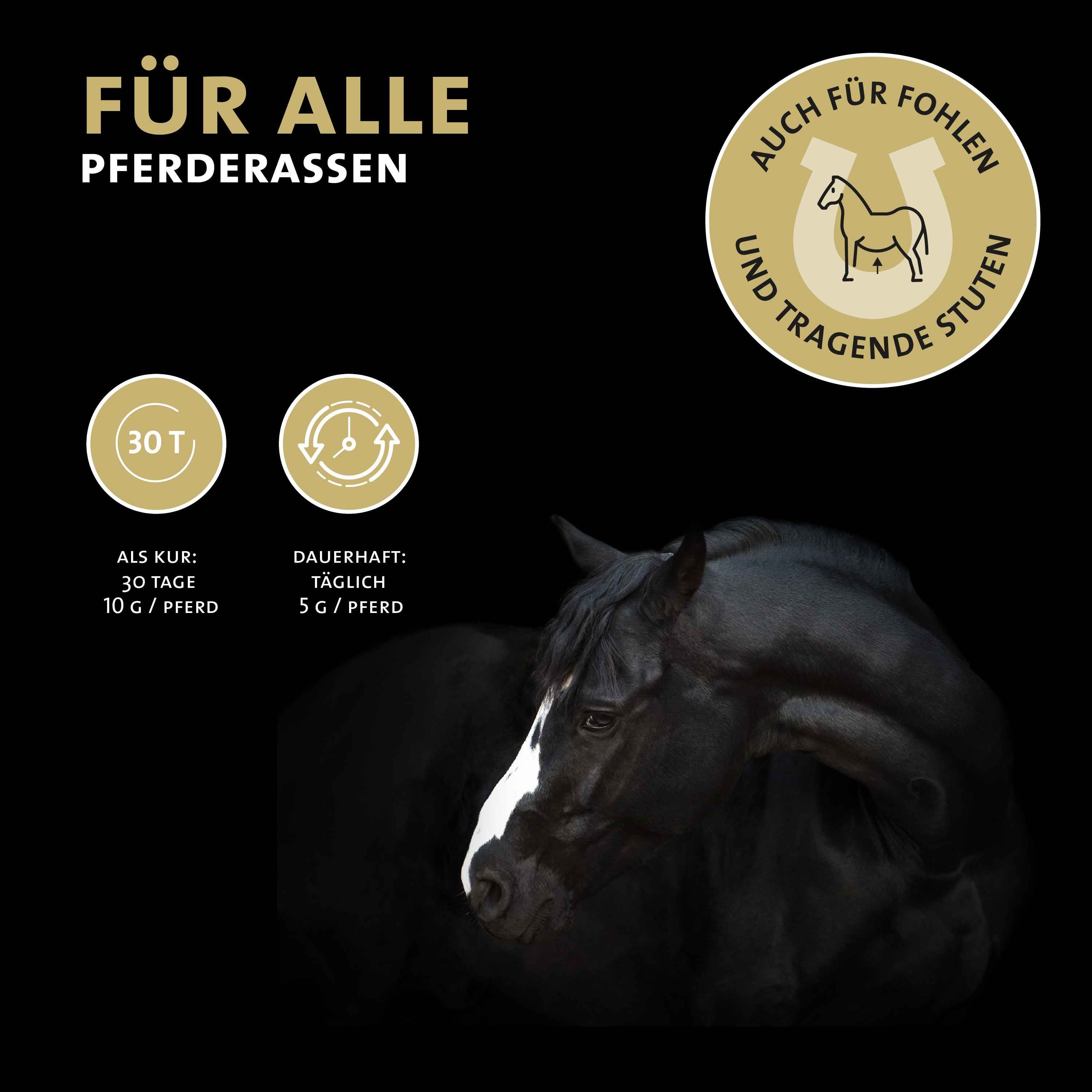 Schwarzes Pferd. Text: Für alle Pferderassen. Auch für Fohlen und tragende Stuten. Dosierung.