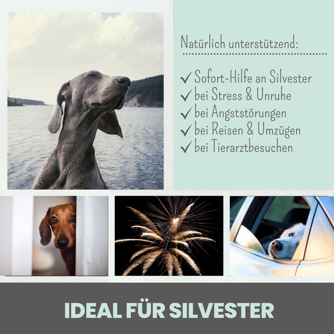 10% CBD Tropfen für Hunde aus Deutschland