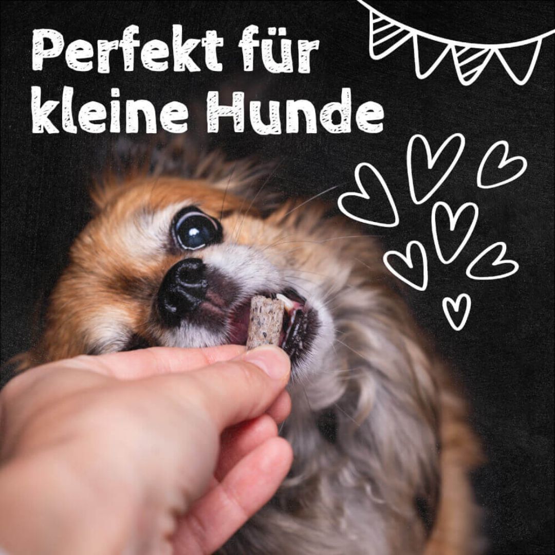 Ein Hund frisst einen Zahnputzflip. Hand hält den Flip. Text: Perfekt für kleine Hunde. Schwarzer Hintergrund mit weißen Herzen.