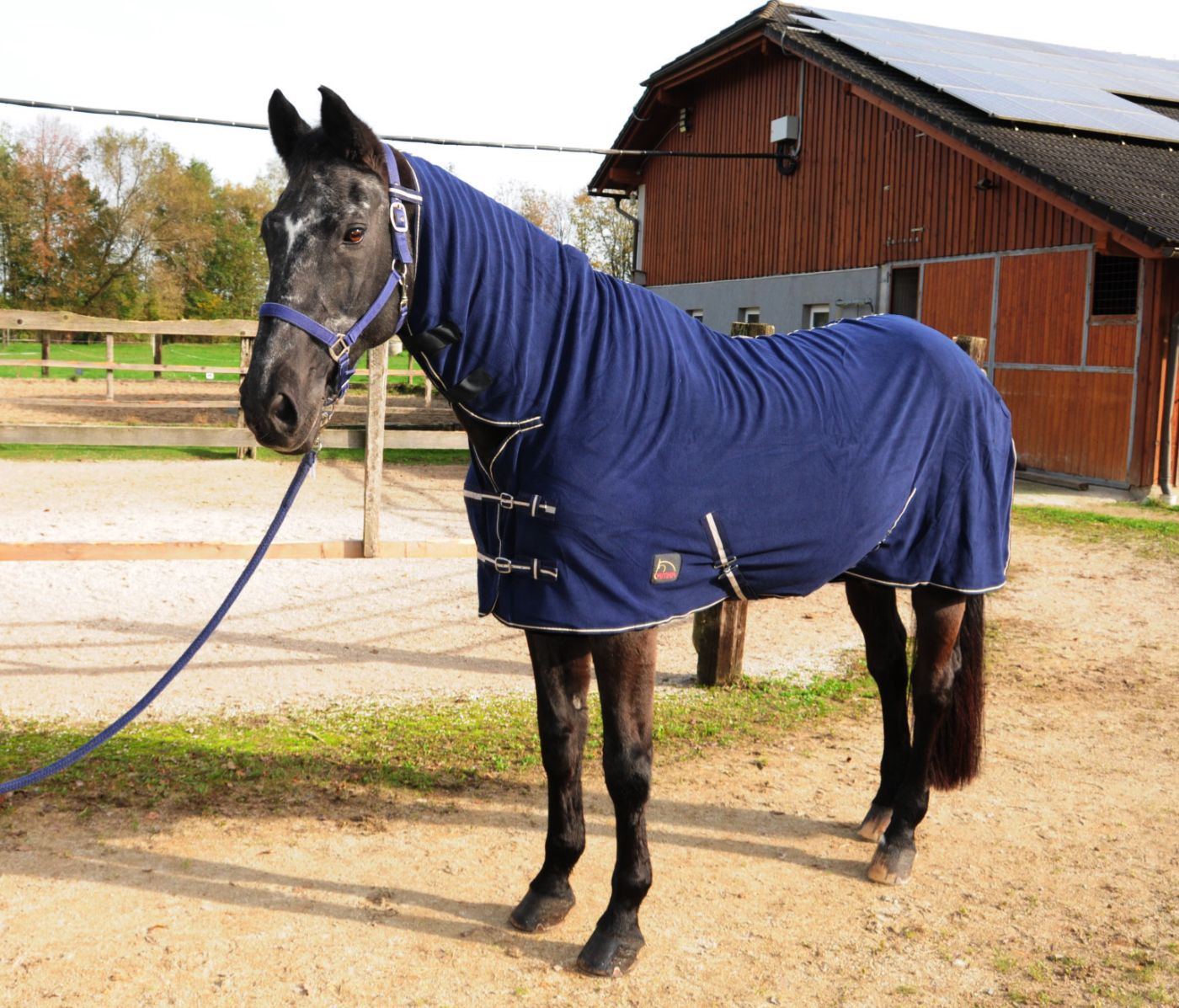 Blaues AMKA Abschwitzdecke mit Halsteil auf einem Pferd. Das Pferd steht auf einer Wiese. Im Hintergrund ein Stallgebäude.