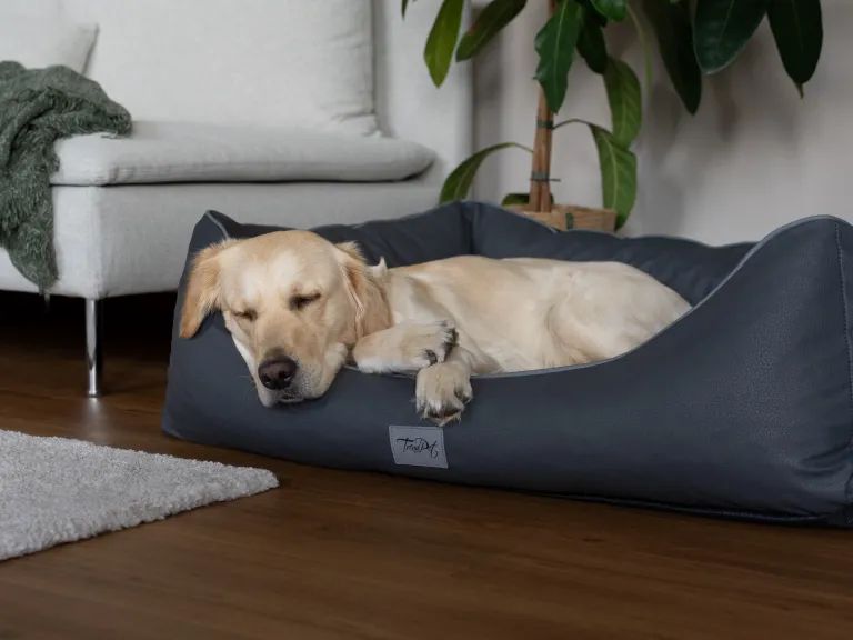 Hund liegt in einem grauen orthopädischen Kunstlederbett. Der Hund ist hellbraun. Im Hintergrund ein Sofa und eine Pflanze.