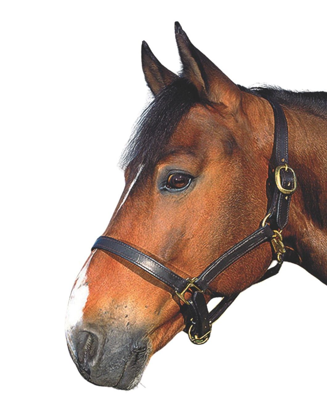 Schwarzes Lederhalfter mit goldenen Schnallen an einem braunen Pferd. Nahaufnahme, isoliert auf weißem Hintergrund.