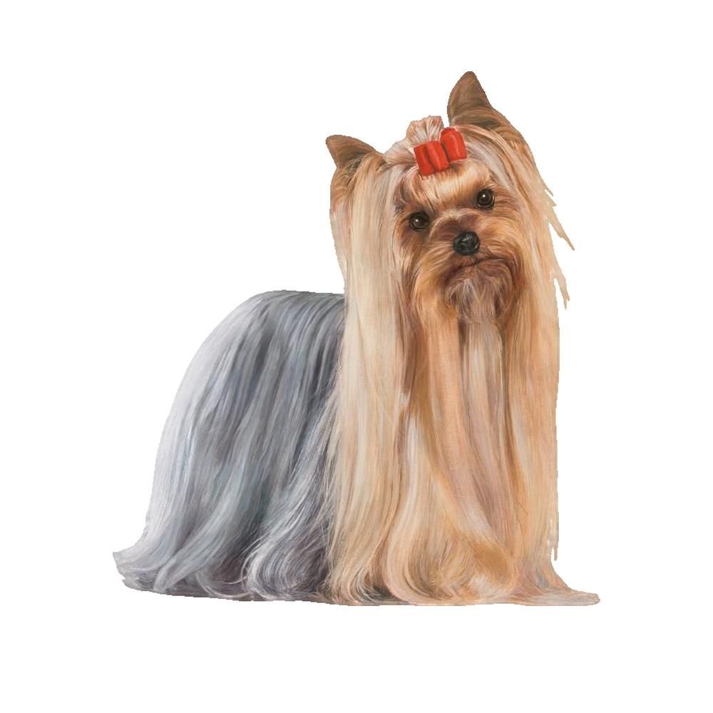 Royal Canin Kroketten für Yorkshire Terrier, 1,5 kg